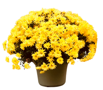 Fall Mums