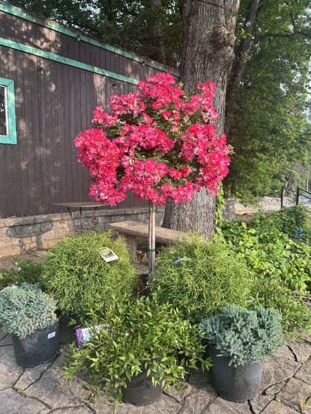 Drift Rose Tree Form
