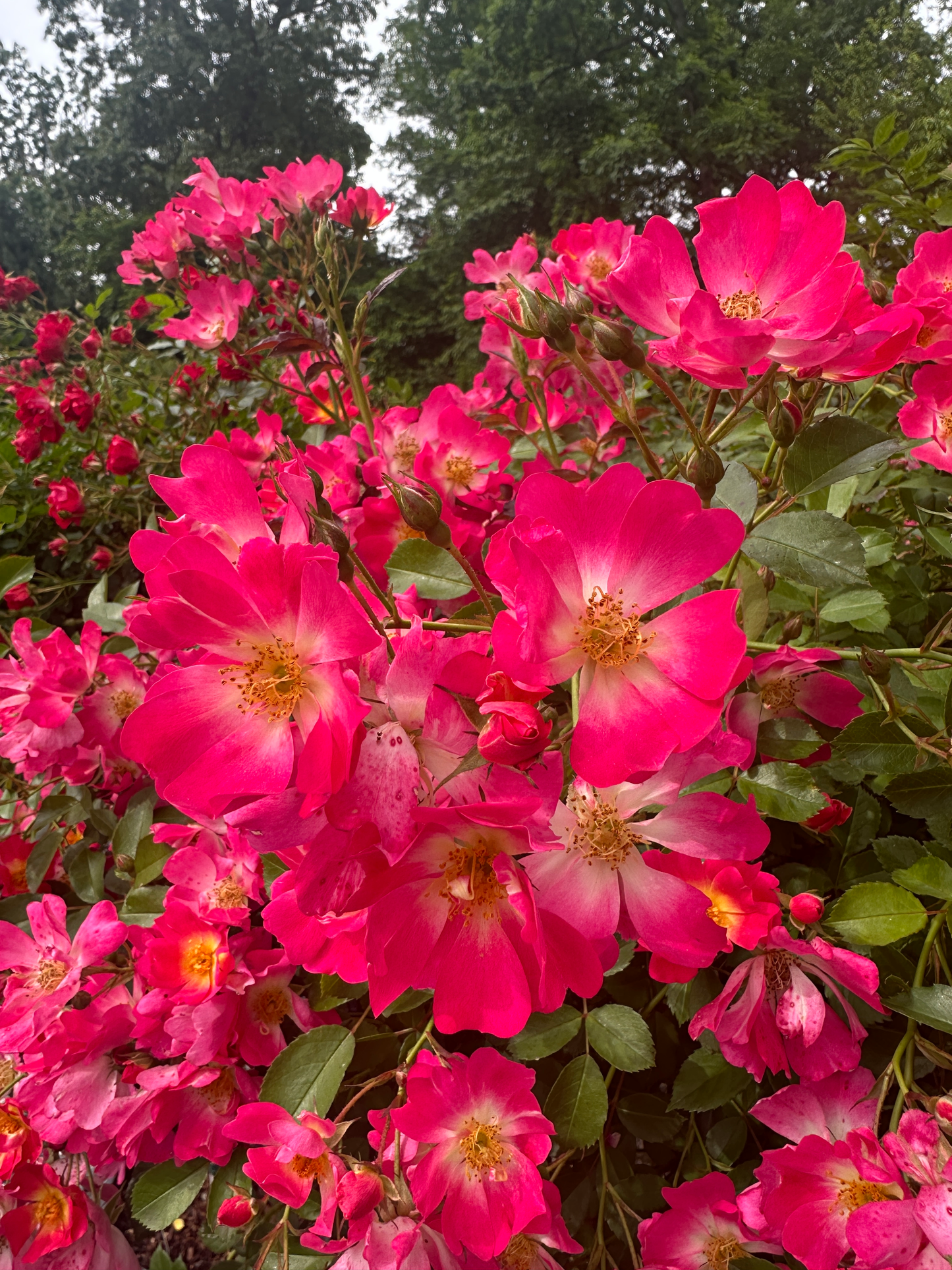 Drift Rose Tree Form