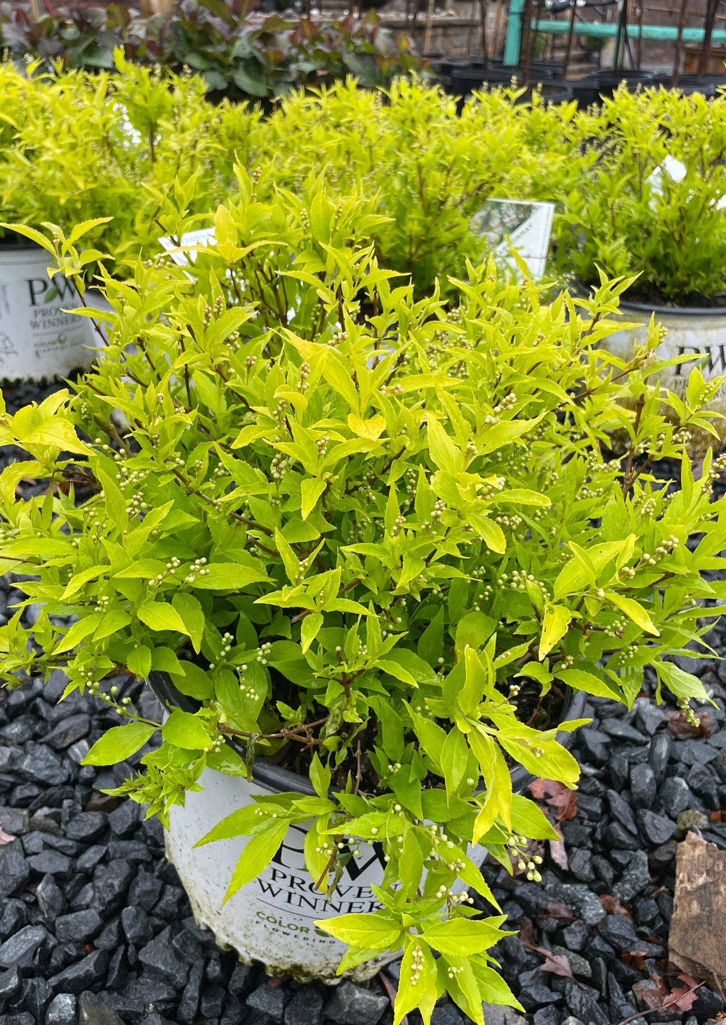 Deutzia 'Chardonnay Pearls' #3