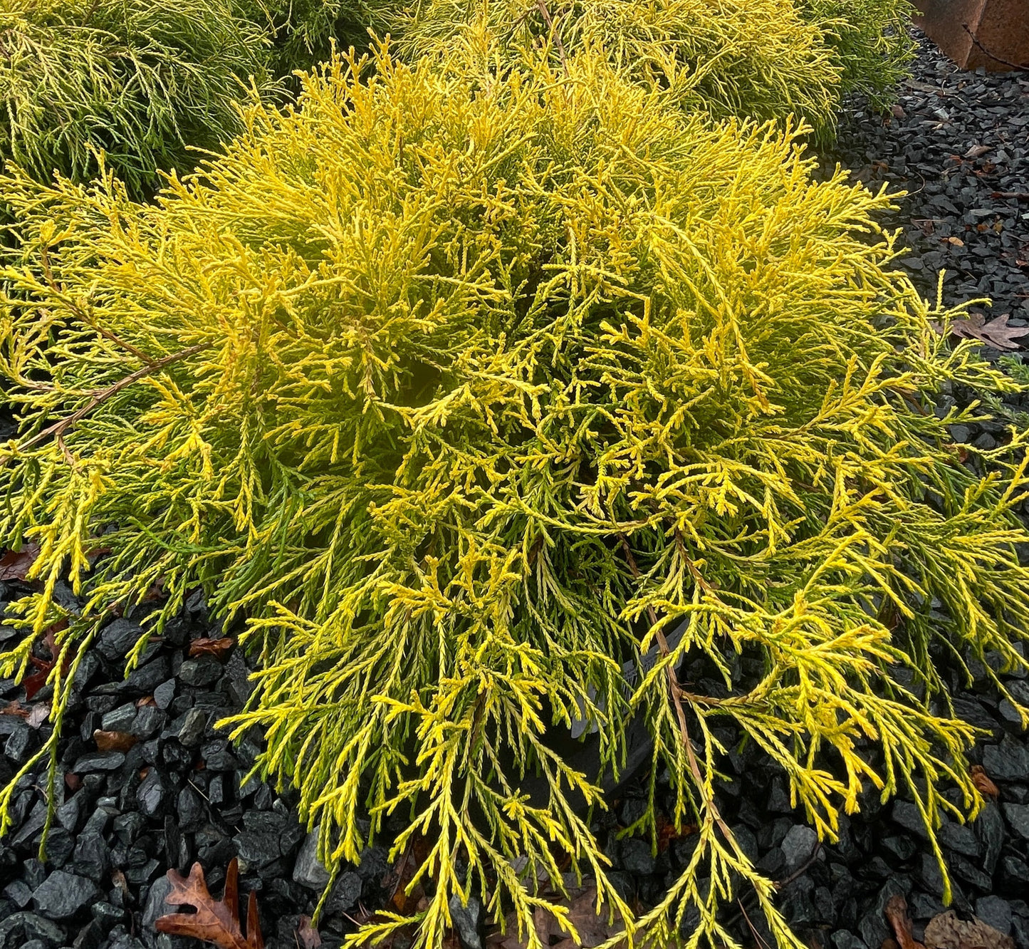 Cham. 'Lemon Thread' - Jap. Falsecypress