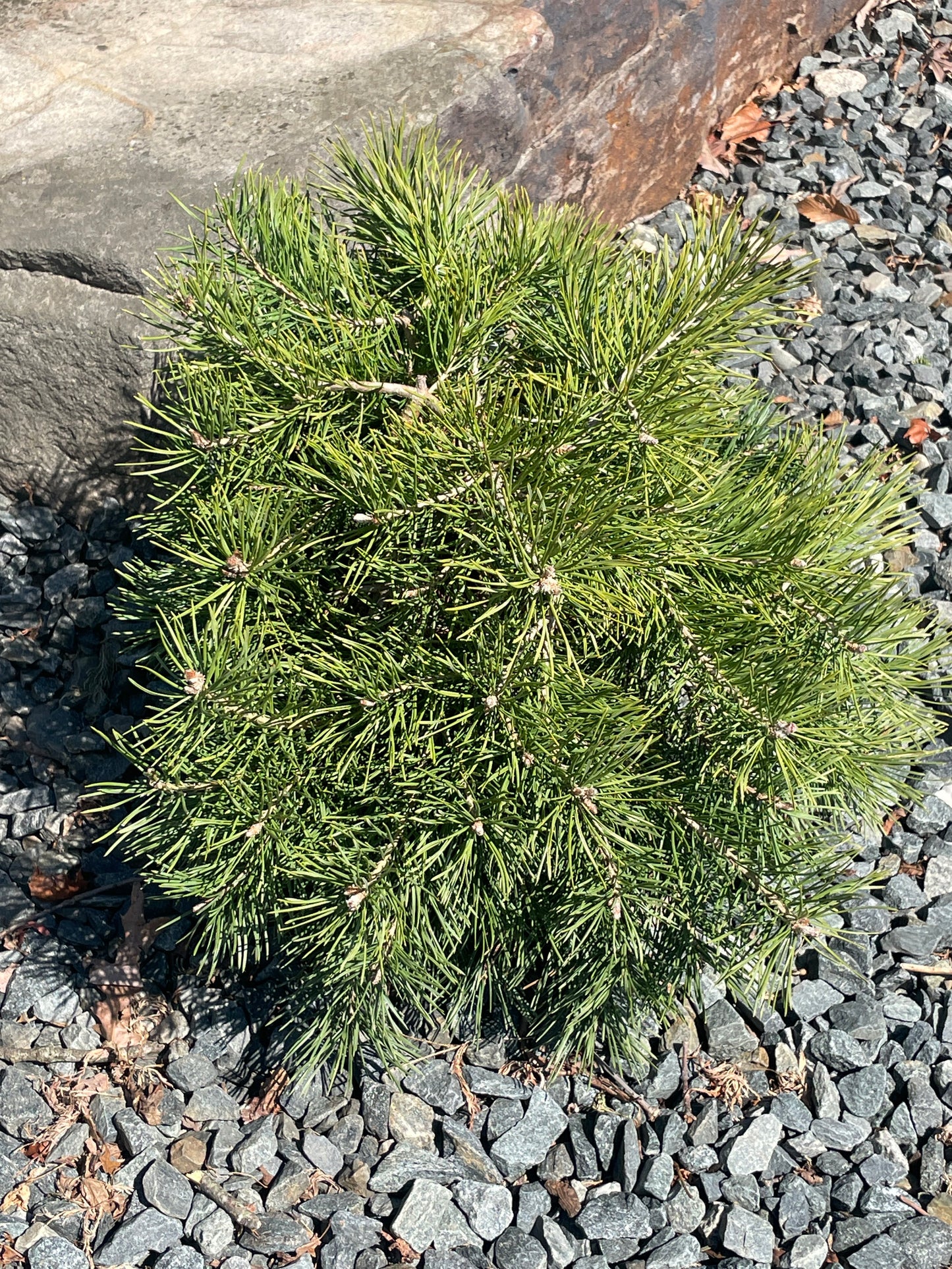 Pinus sylvestris 'Hillside Creeper'