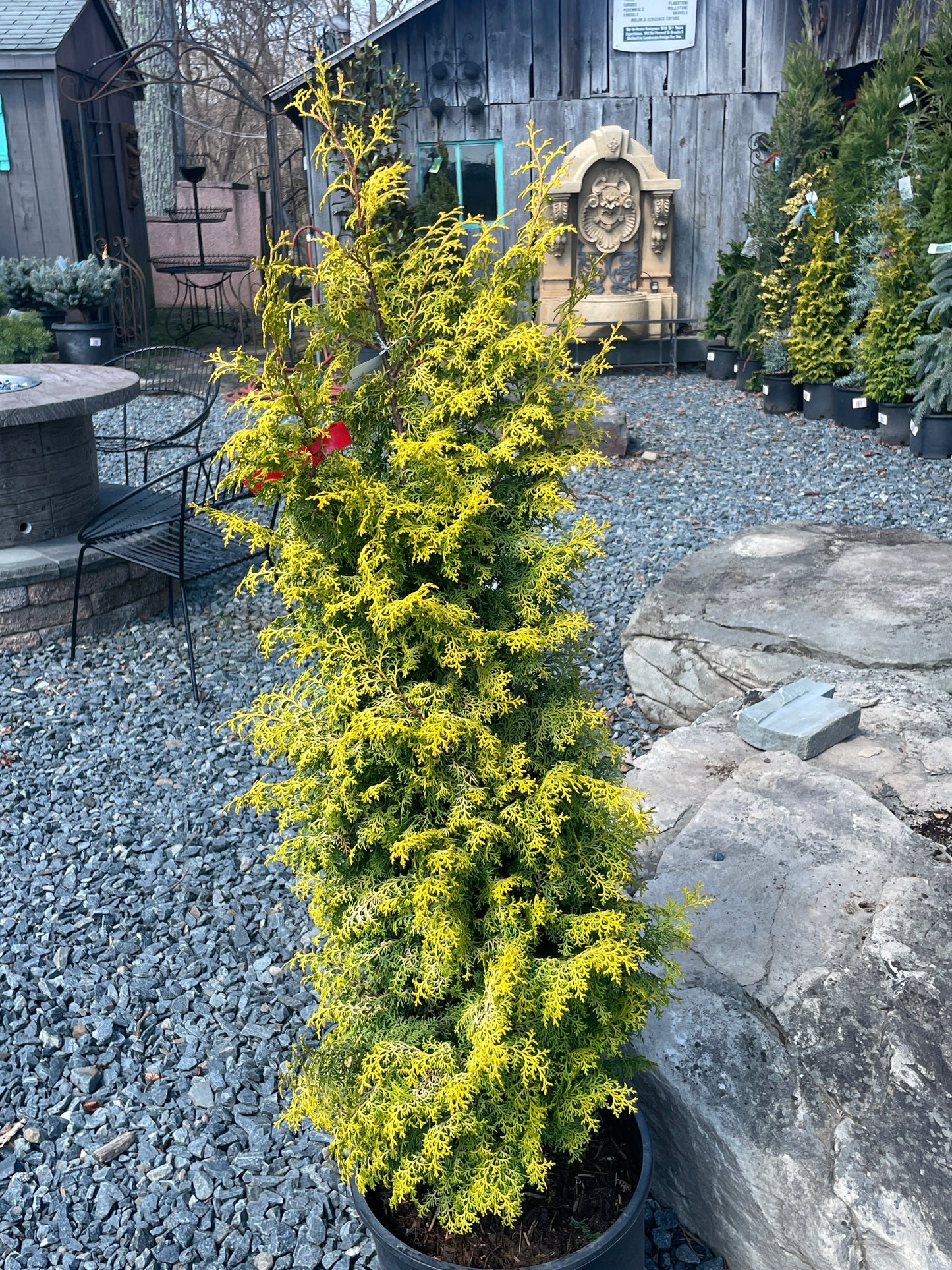 Cham. 'Melody' - Hinoki Cypress