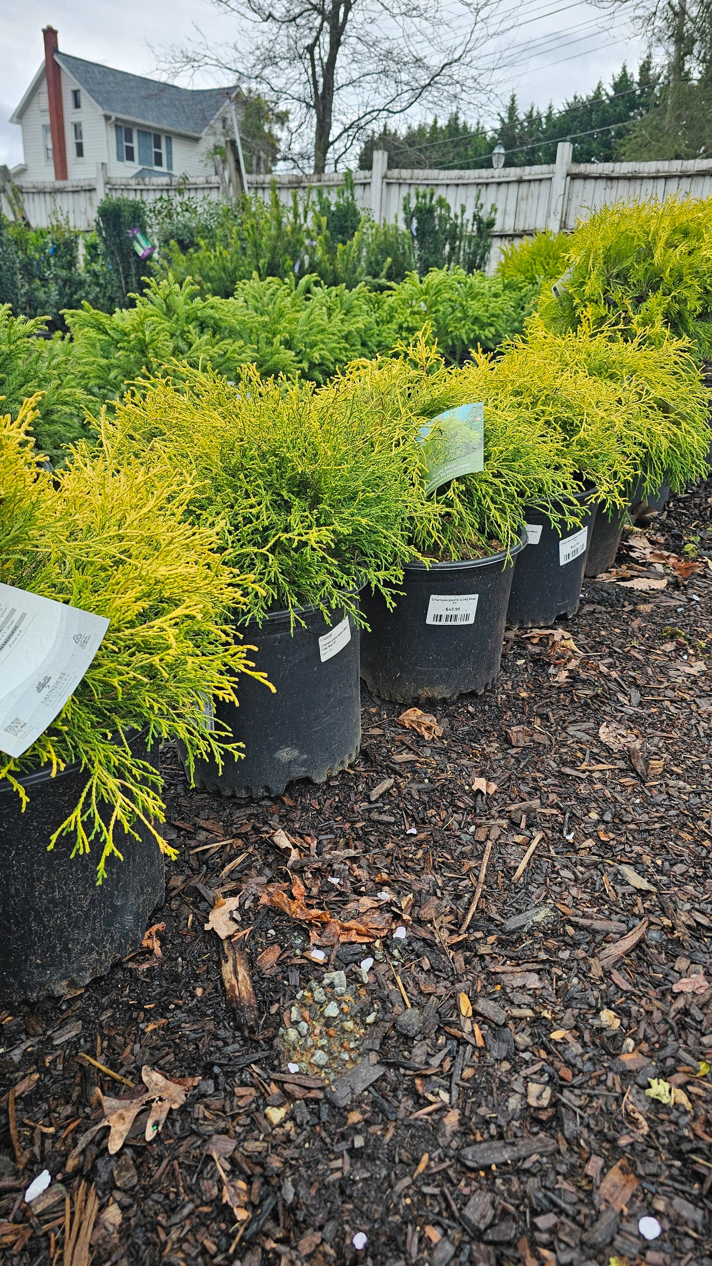 Cham. 'Gold Mop' - Jap. False Cypress