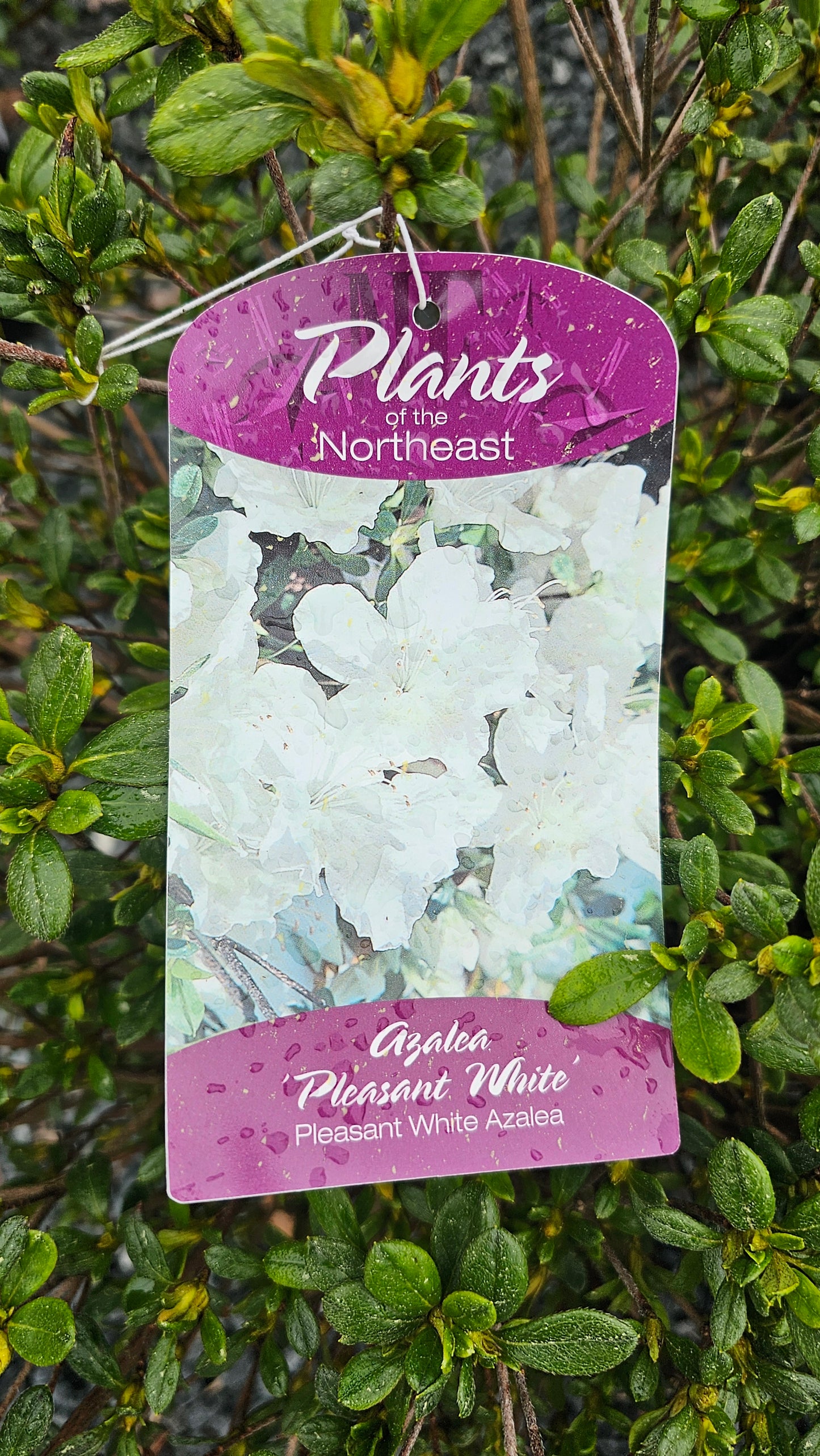 Azalea - White Flower
