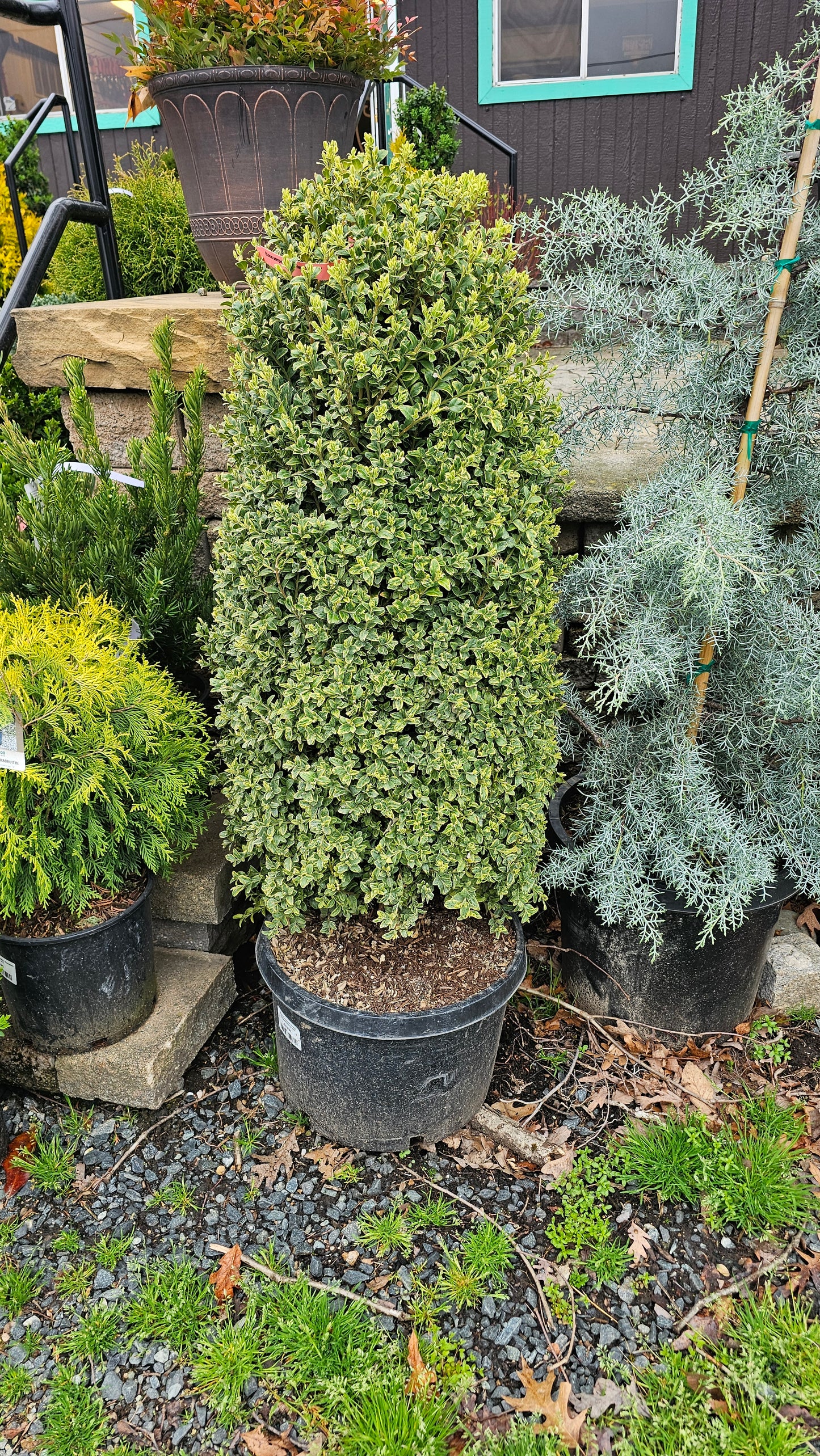 Buxus Semp. 'Elegantissima' - Pyramidal Boxwood - Variegated