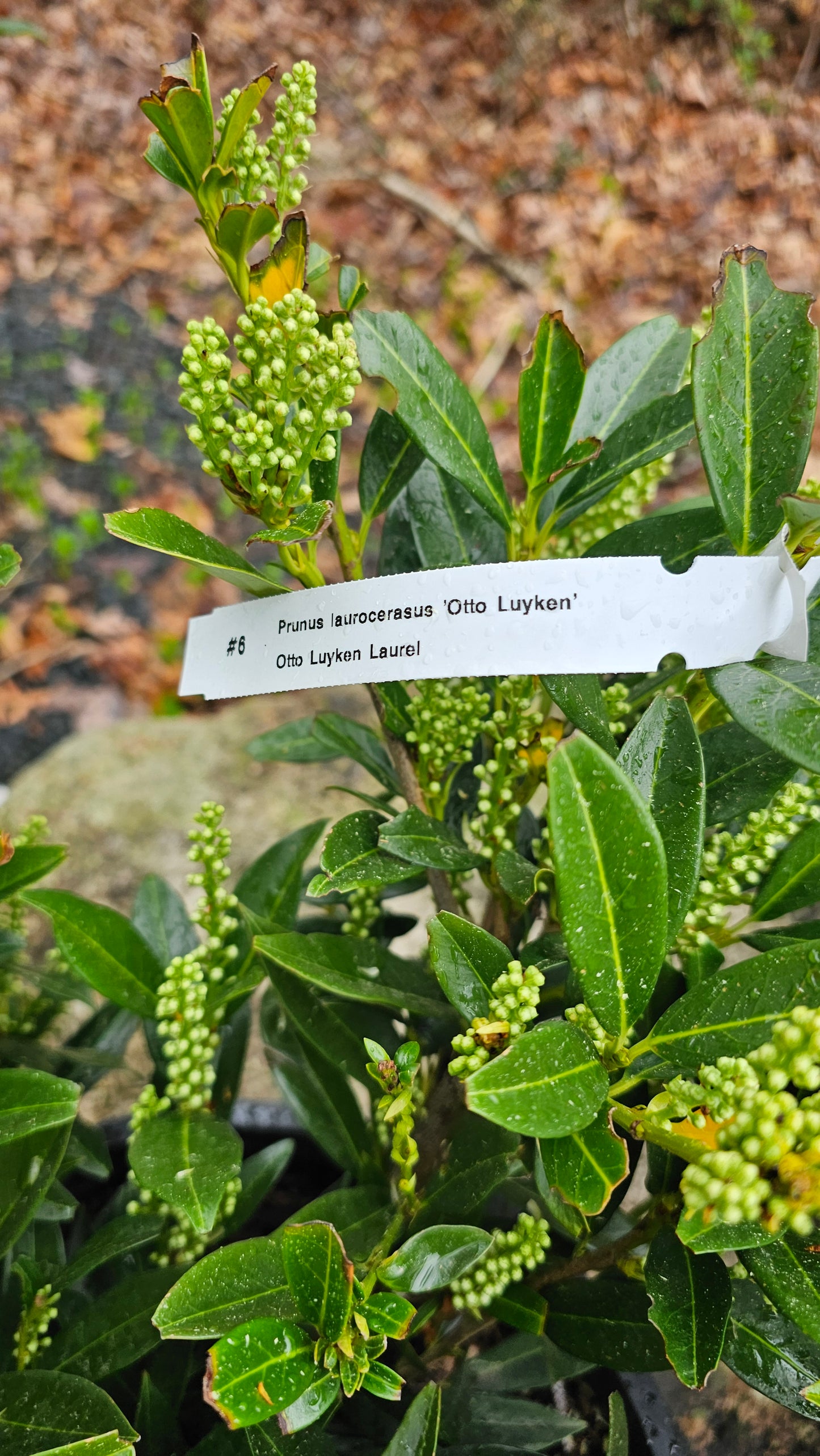 Prunus 'Otto Luyken' - Cherry Laurel