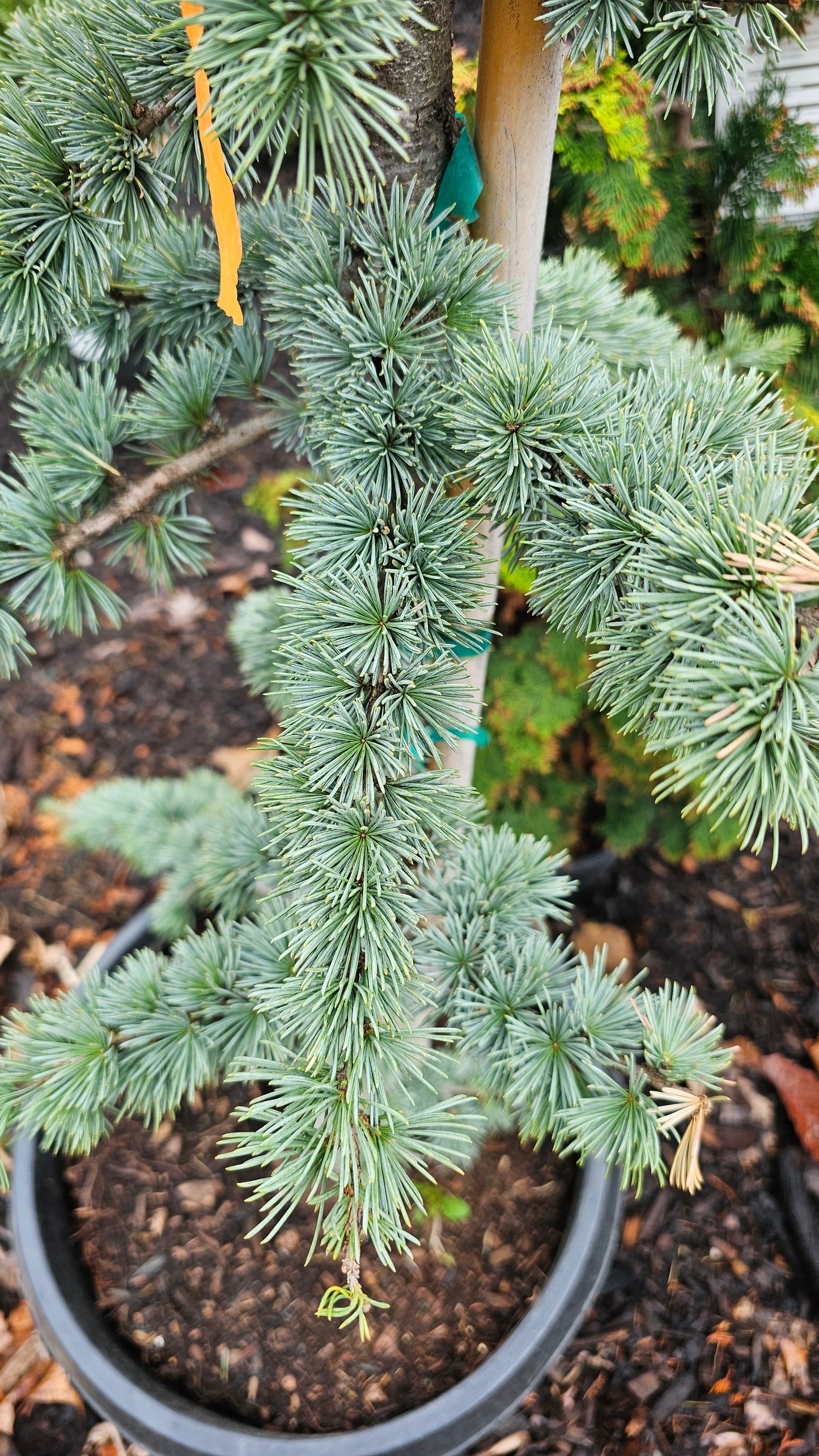 Cedrus 'Glauca' - Blue Atlas Cedar