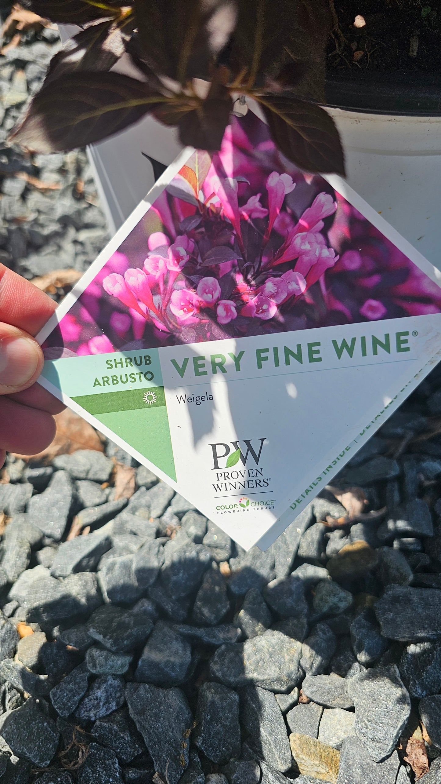 Weigela 'Very Fine Wine'