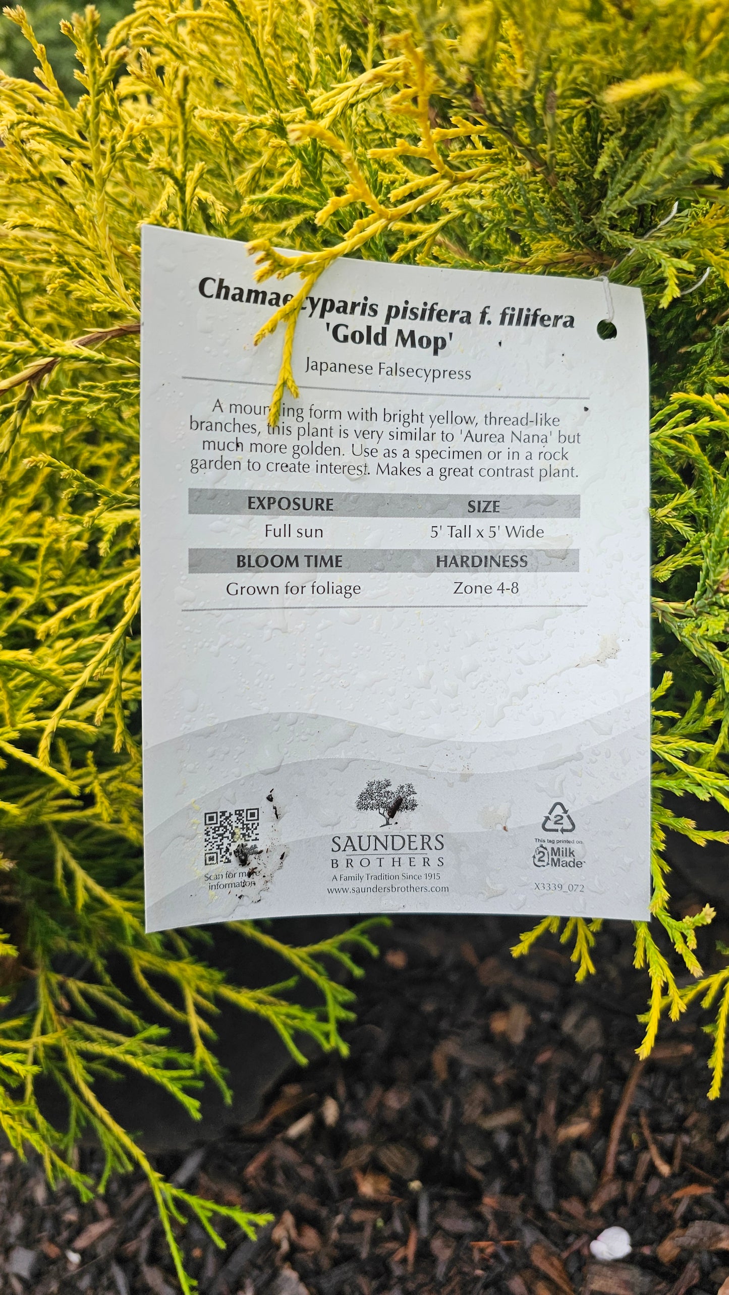 Cham. 'Gold Mop' - Jap. False Cypress