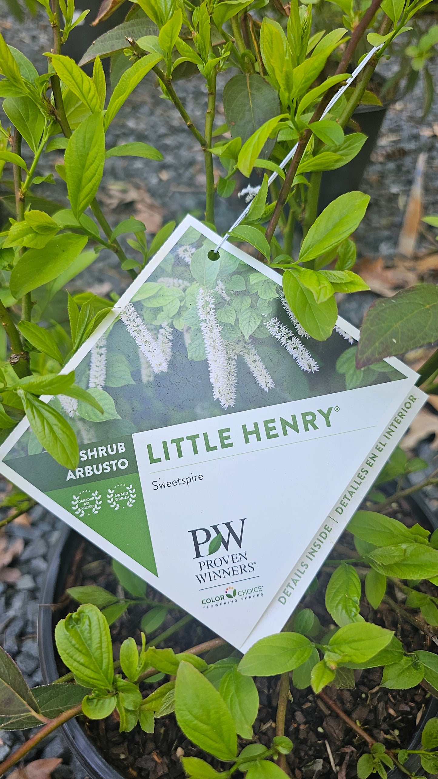 Itea 'Little Henry'