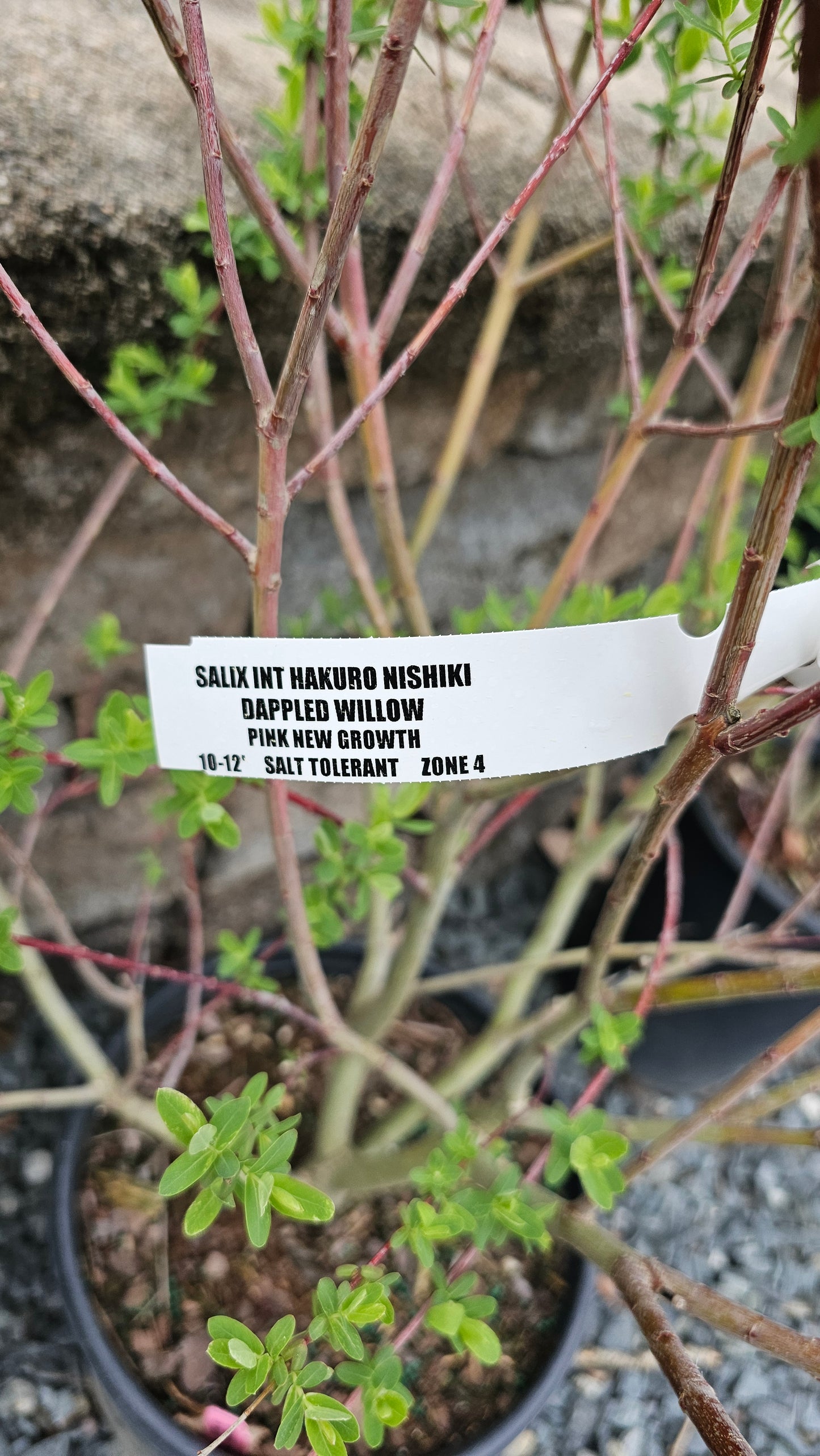 Salix 'Hakuro Nishiki' - Dappled Willow
