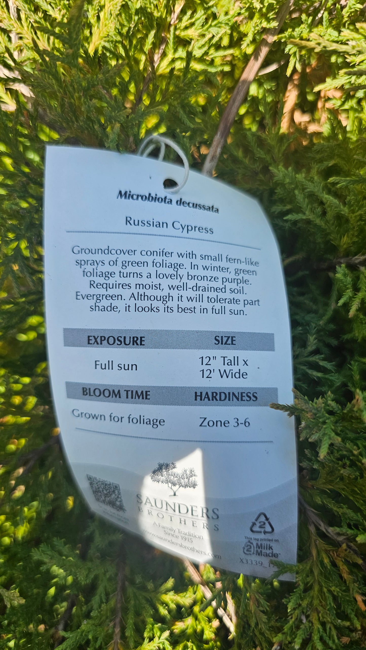 Microbiota 'Celtic Pride' - Russian Cypress