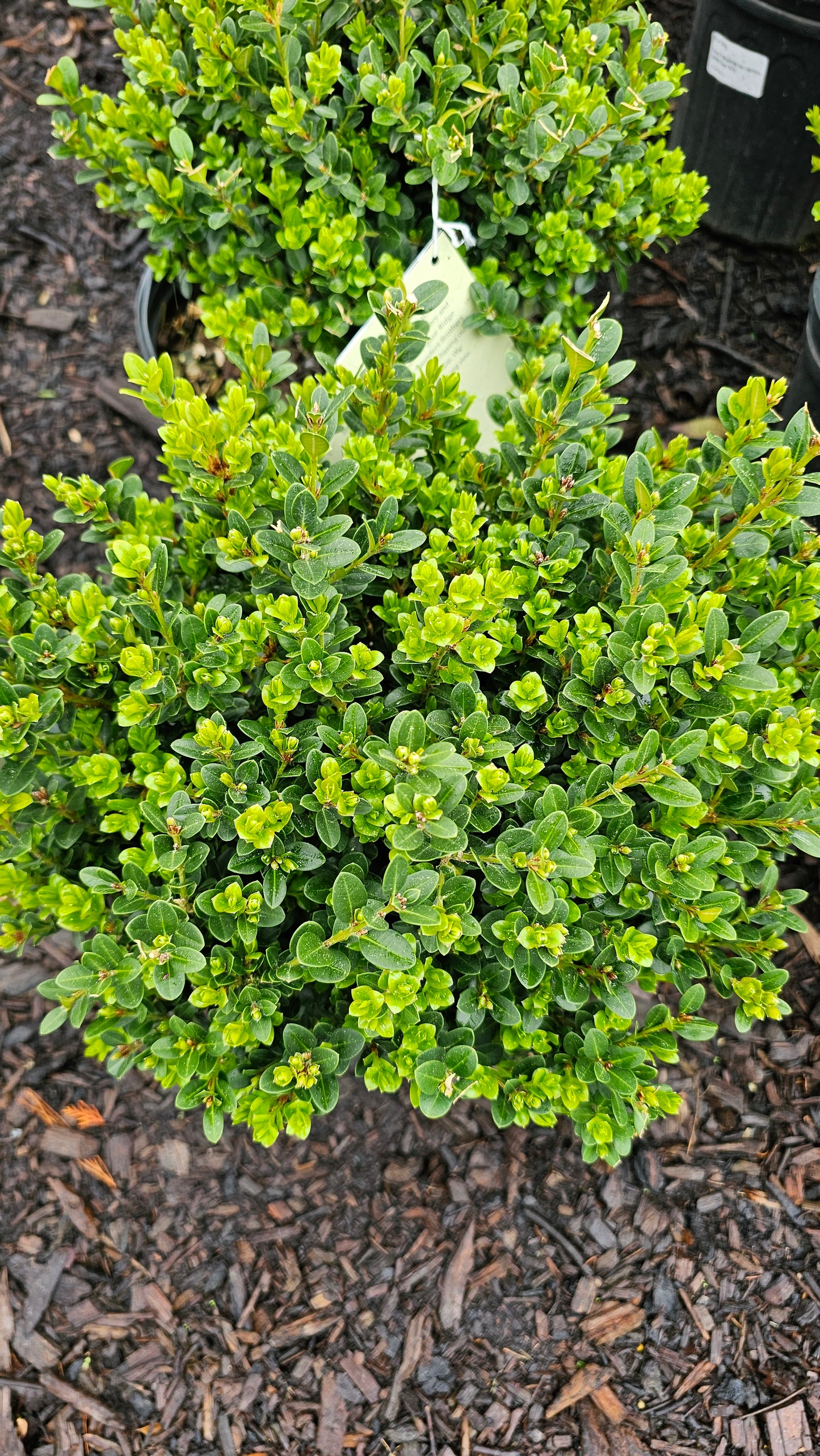 Buxus 'Little Missy' - Boxwood