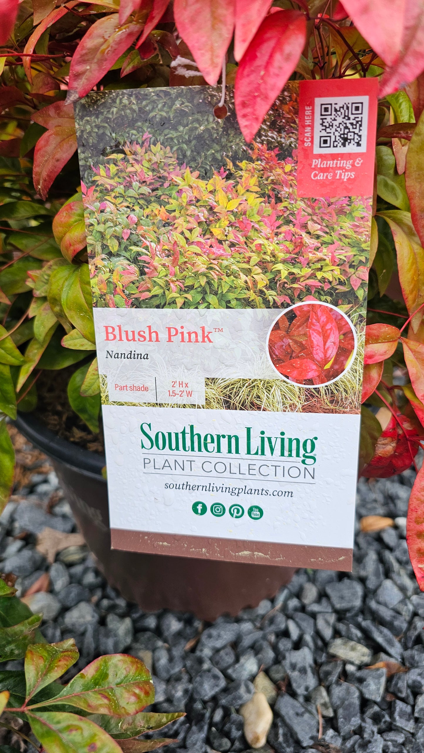Nandina 'Blush Pink'