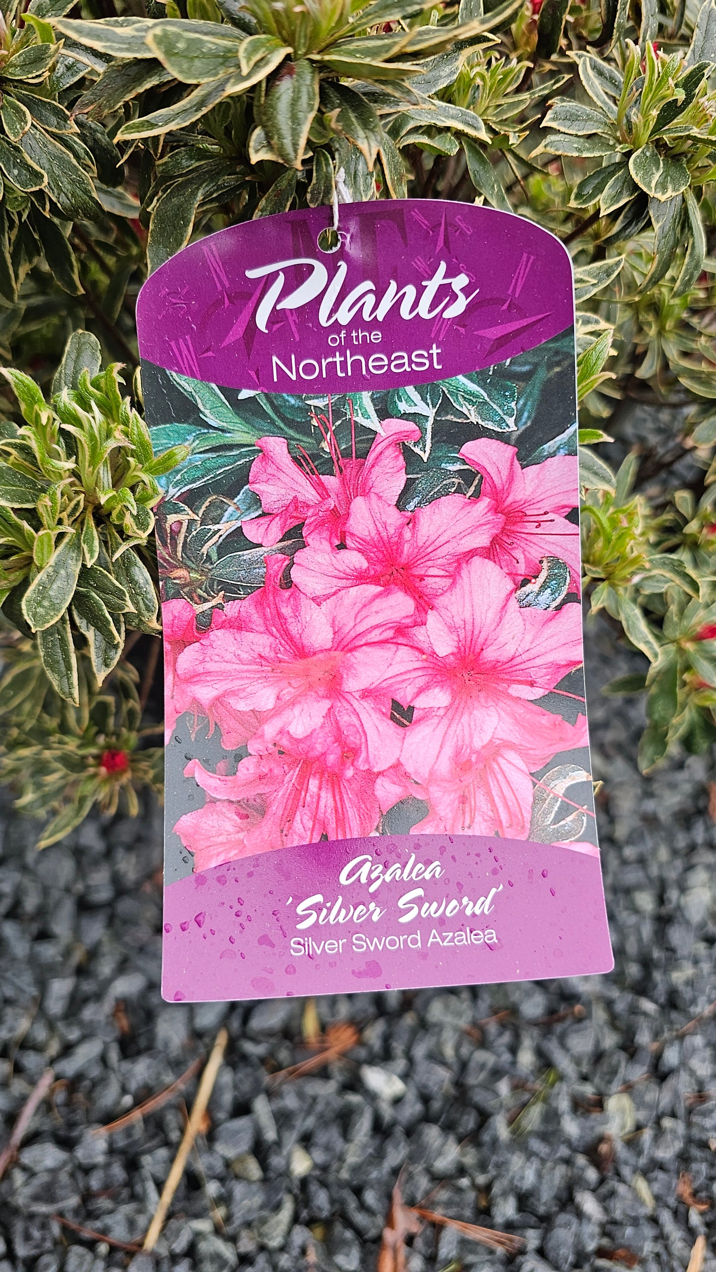 Azalea - Pink Flower
