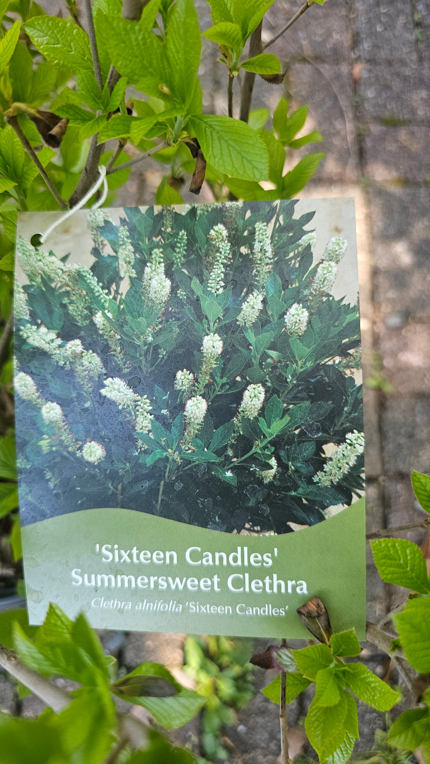Clethra alnifolia 'Sixteen Candles'