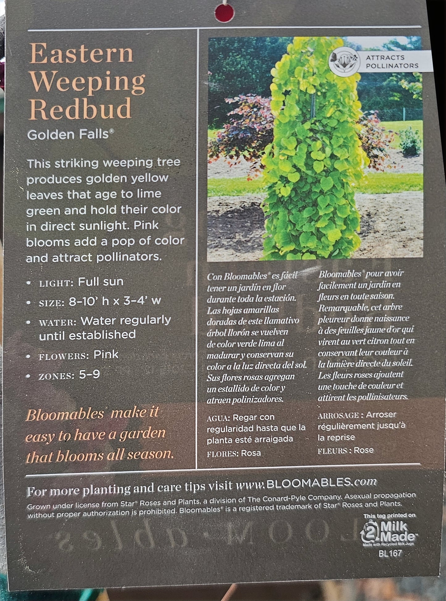 Eastern Redbud - Cercis Canadensis
