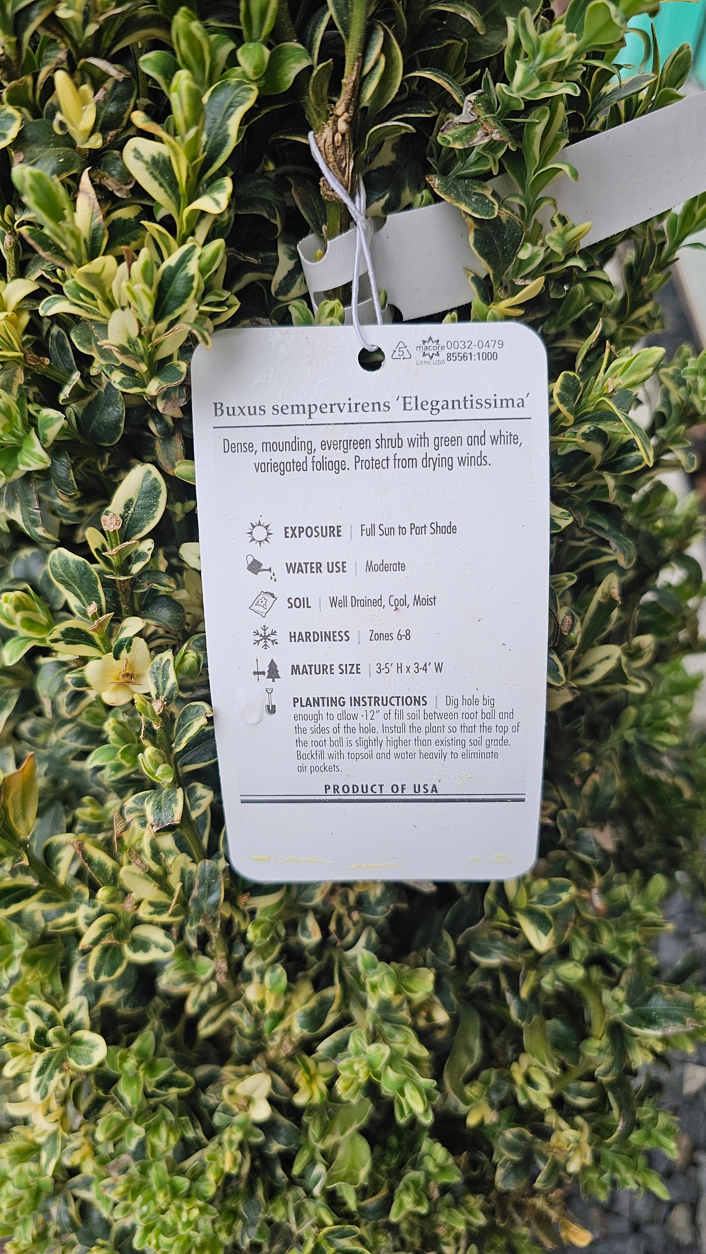 Buxus Semp. 'Elegantissima' - Pyramidal Boxwood - Variegated