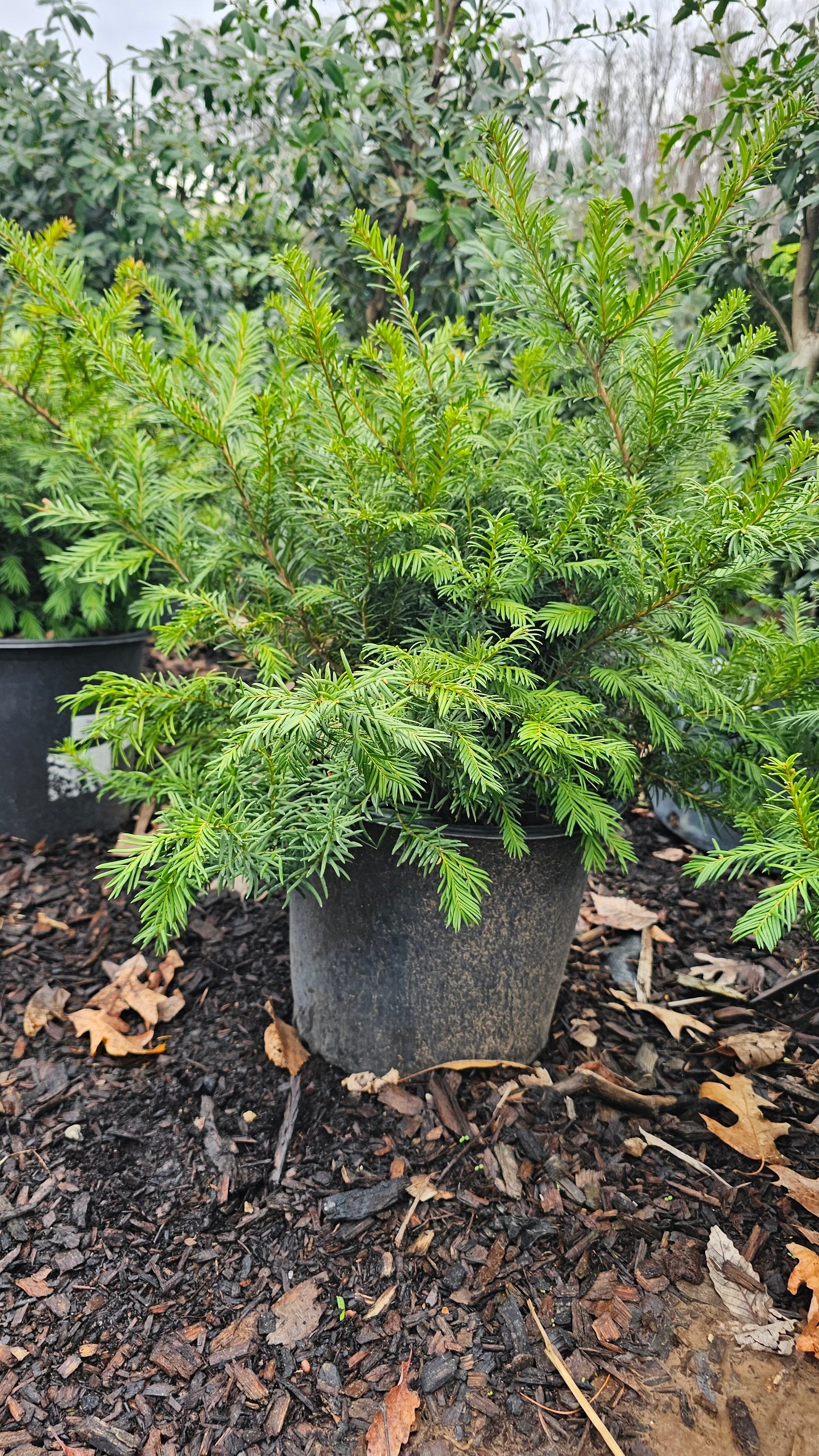 Taxus bacc. 'Repandens'
