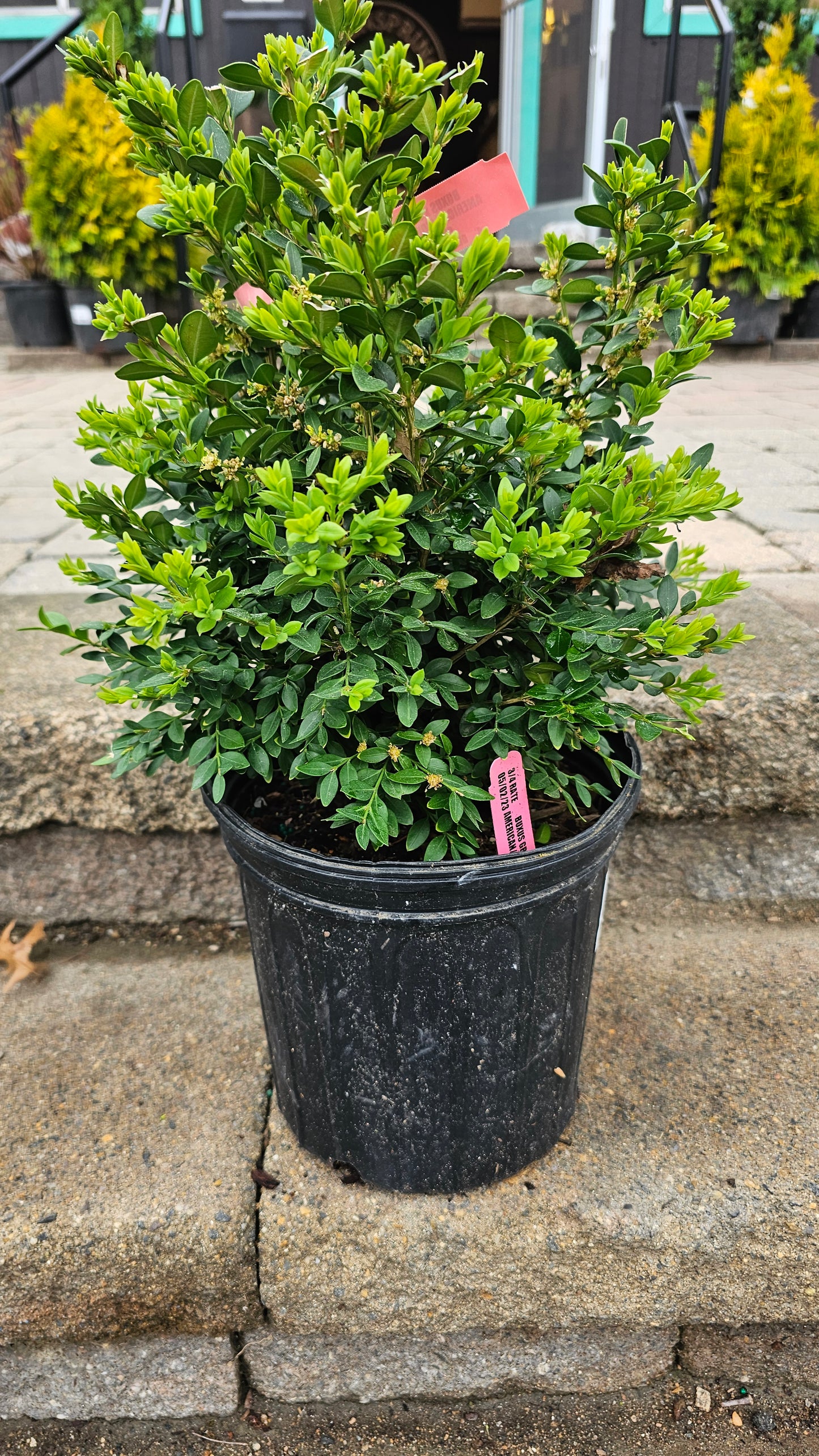 Buxus Green Velvet - Boxwood