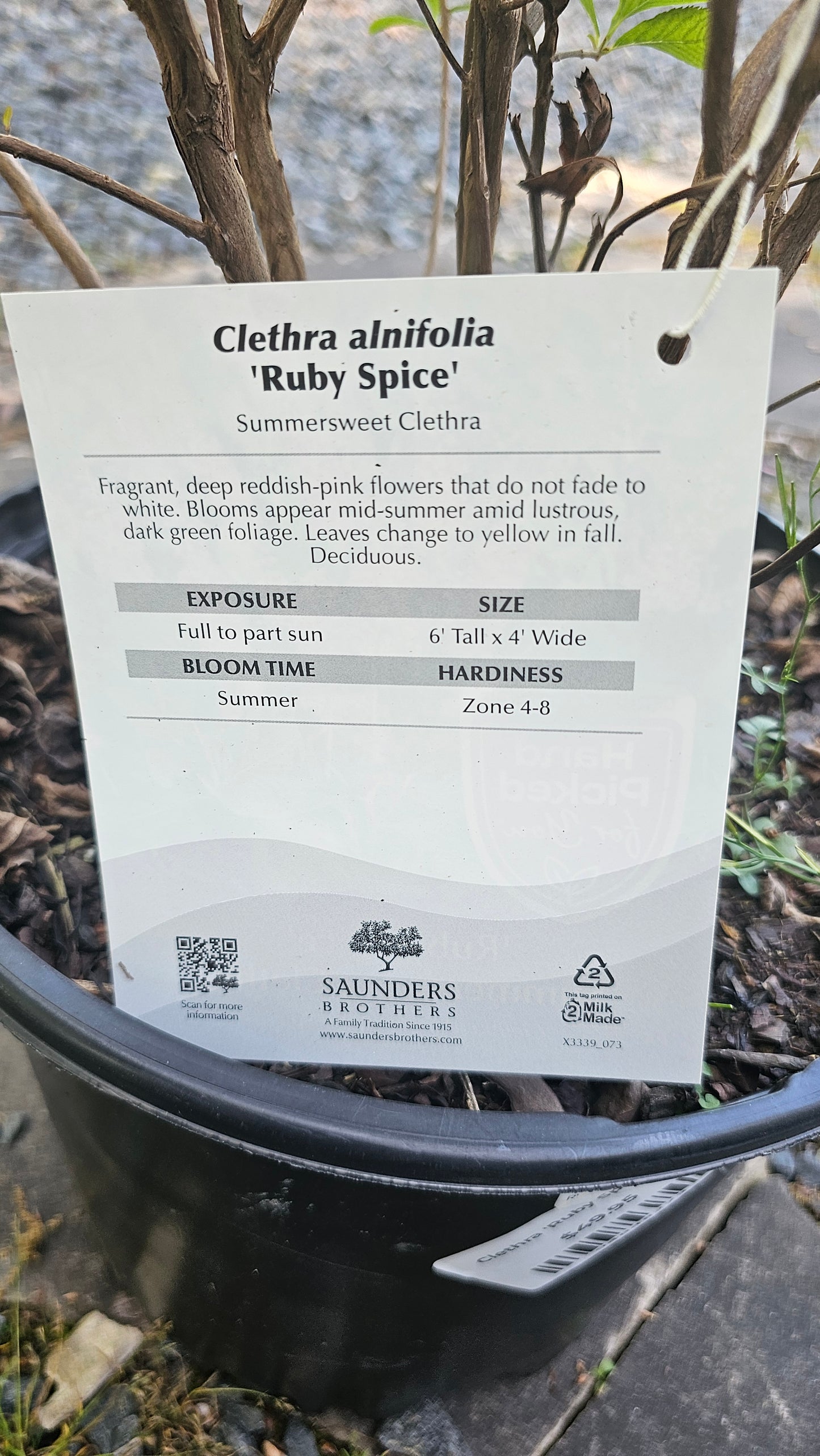Clethra 'Ruby Spice'