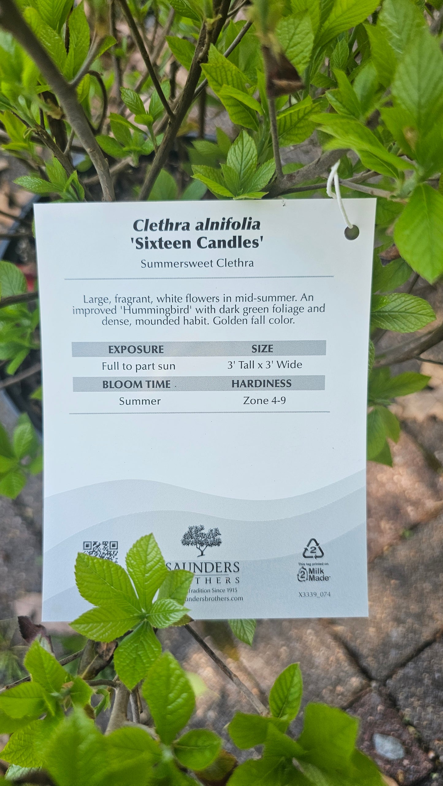 Clethra alnifolia 'Sixteen Candles'