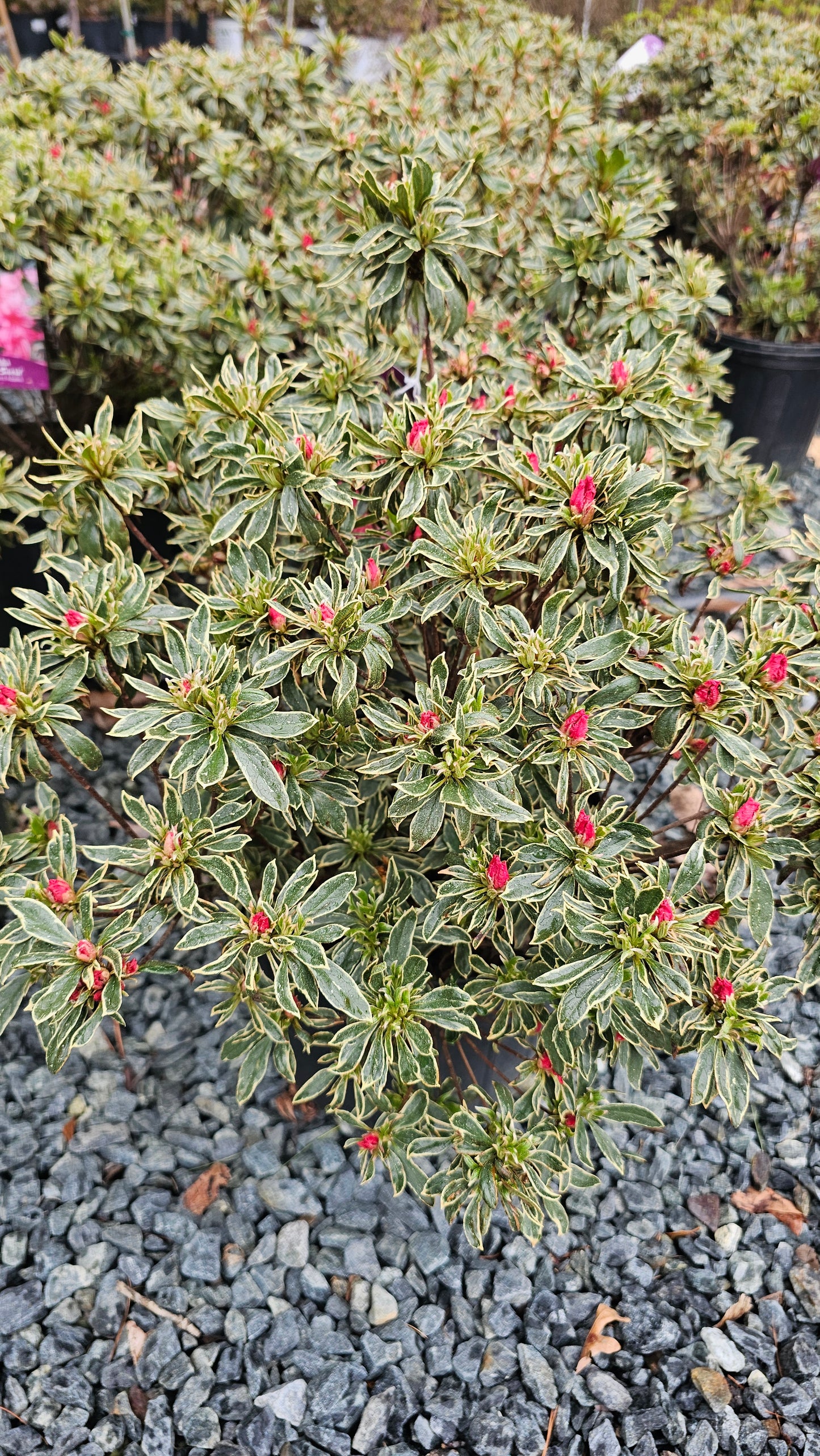 Azalea - Pink Flower