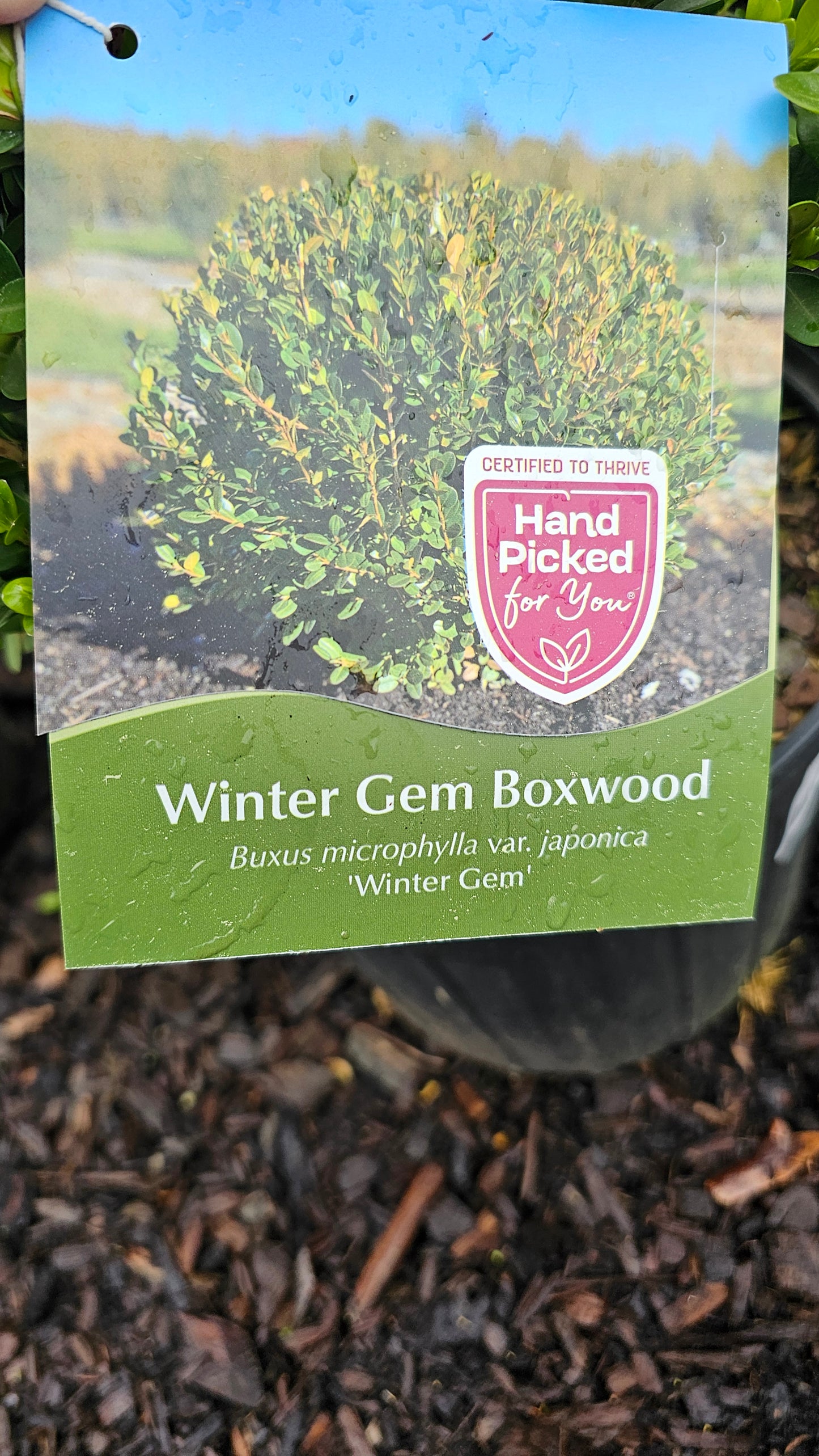 Buxus Winter Gem - Boxwood