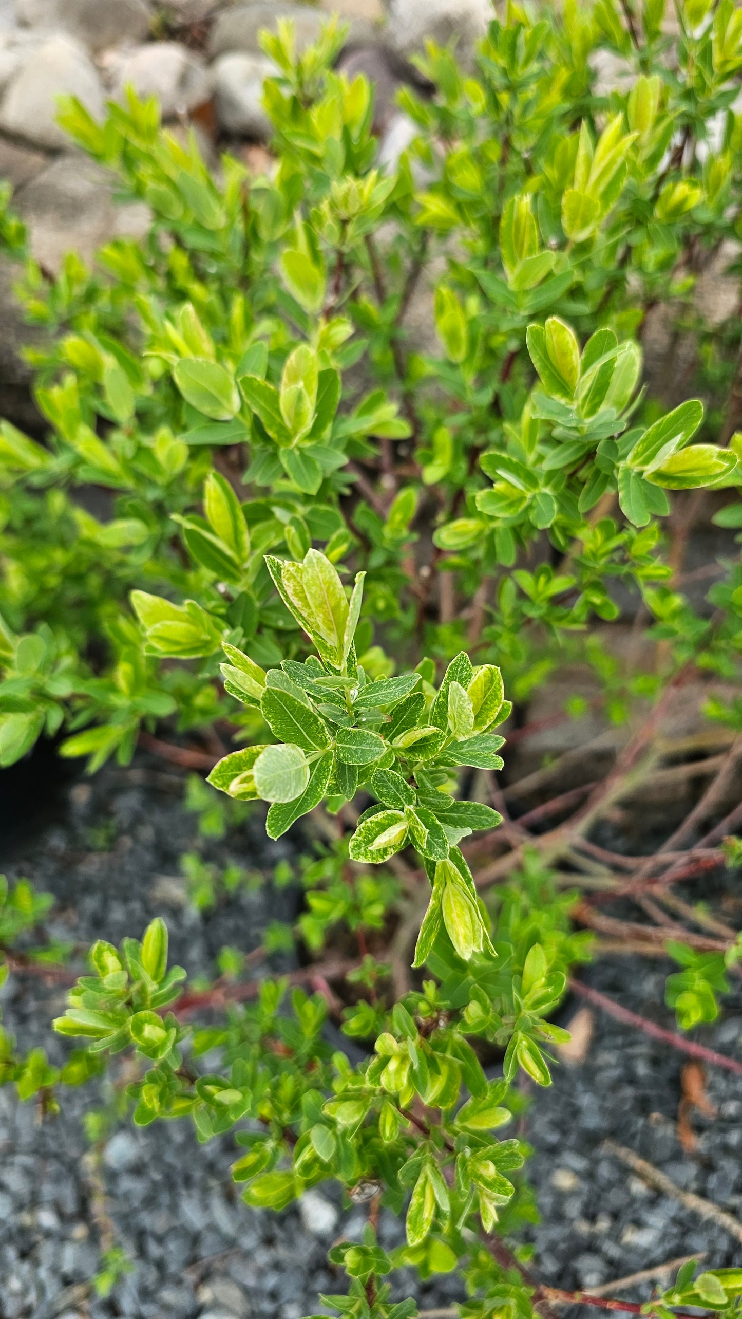 Salix 'Hakuro Nishiki' - Dappled Willow