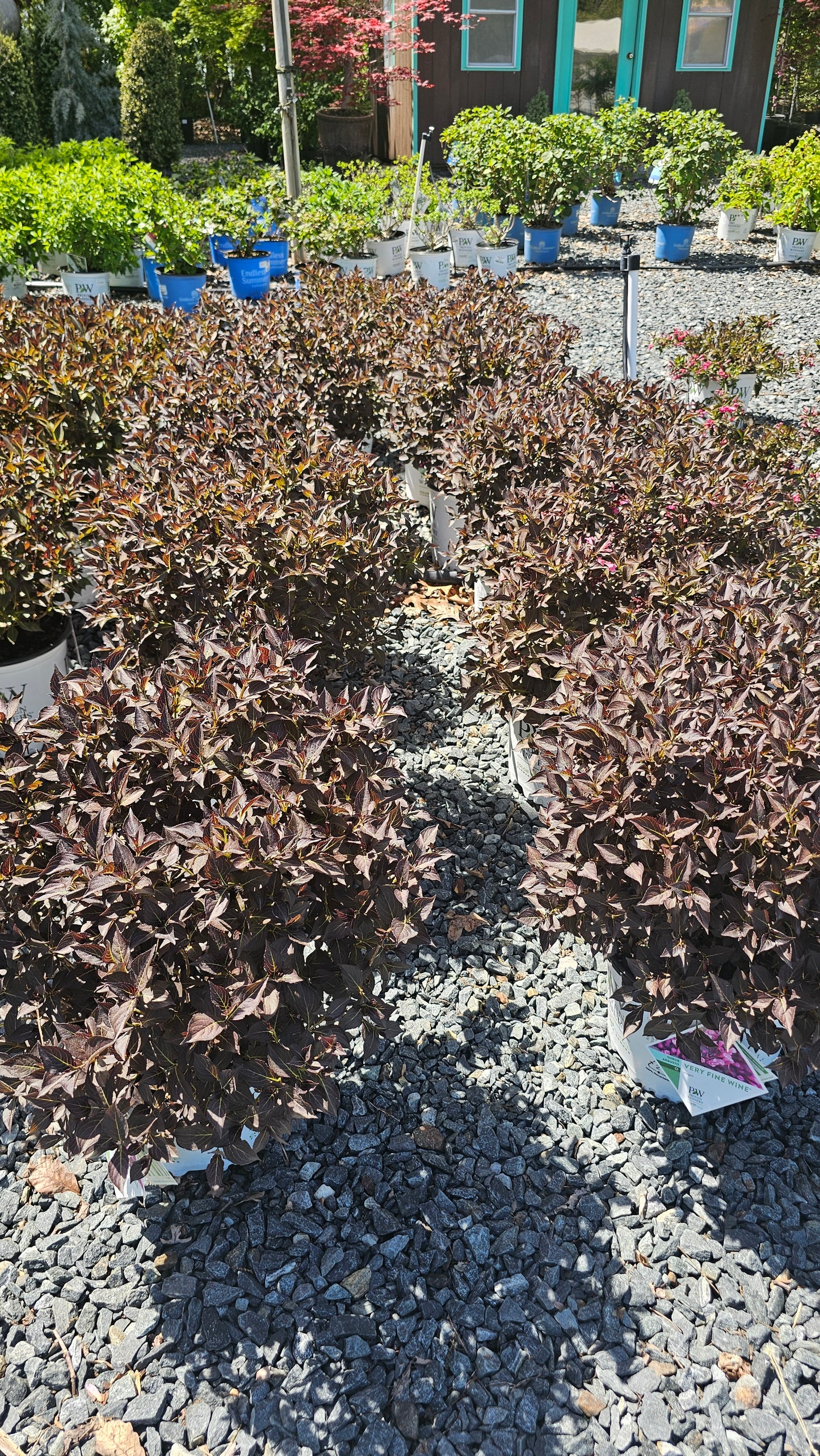 Weigela 'Very Fine Wine'