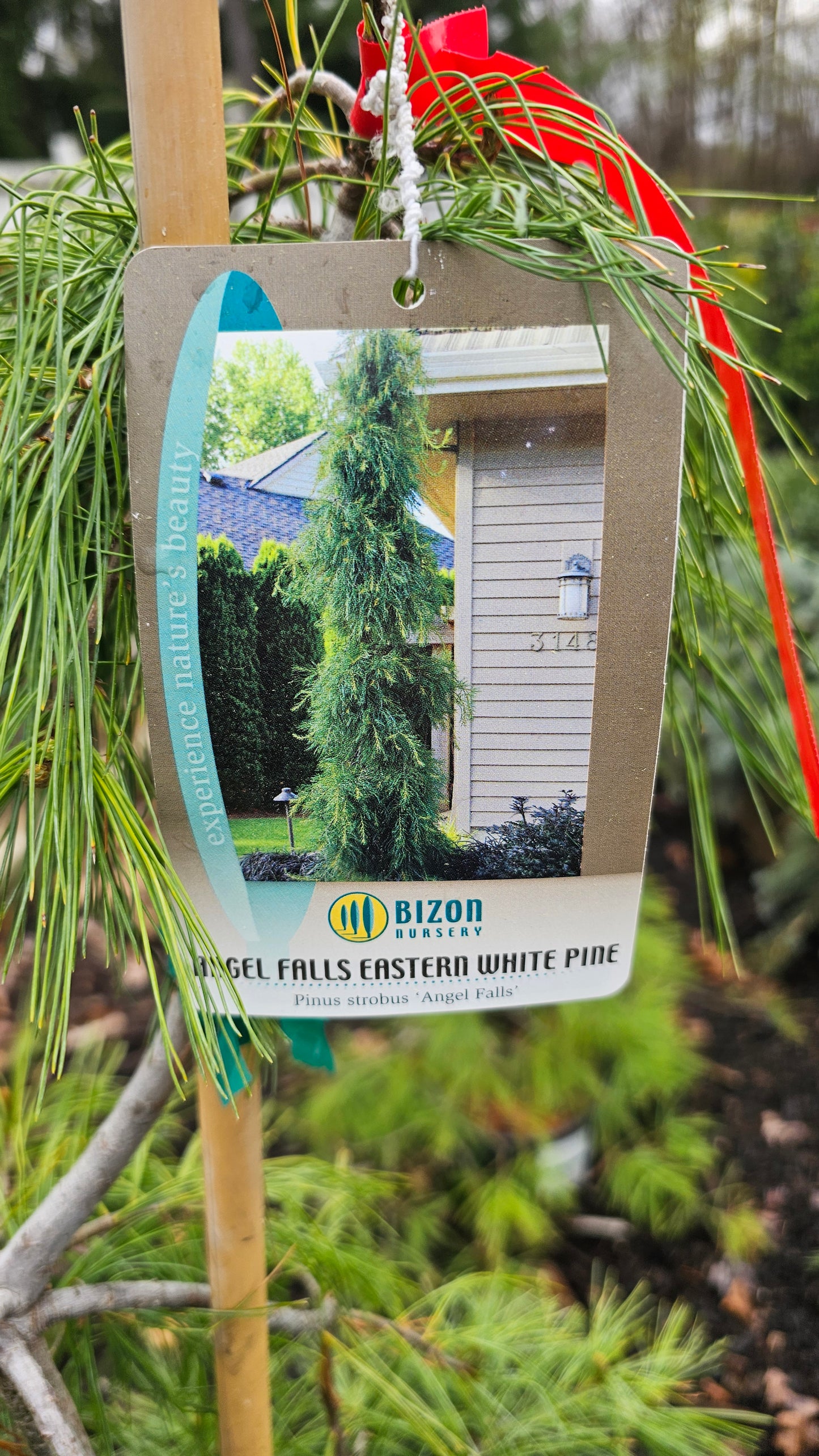 Pinus strobus 'Angel Falls' - Weeping Eastern Pine