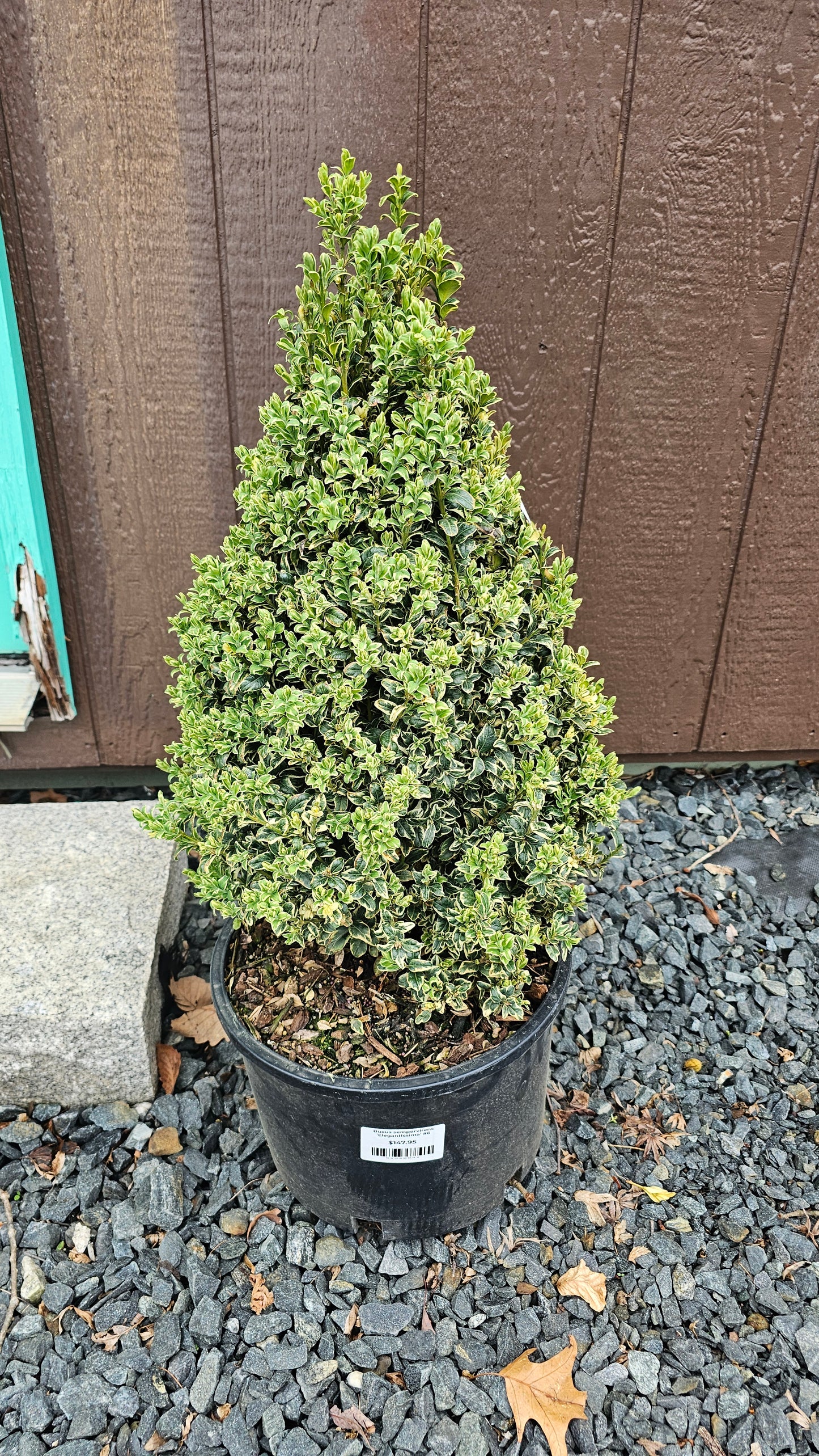 Buxus Semp. 'Elegantissima' - Pyramidal Boxwood - Variegated
