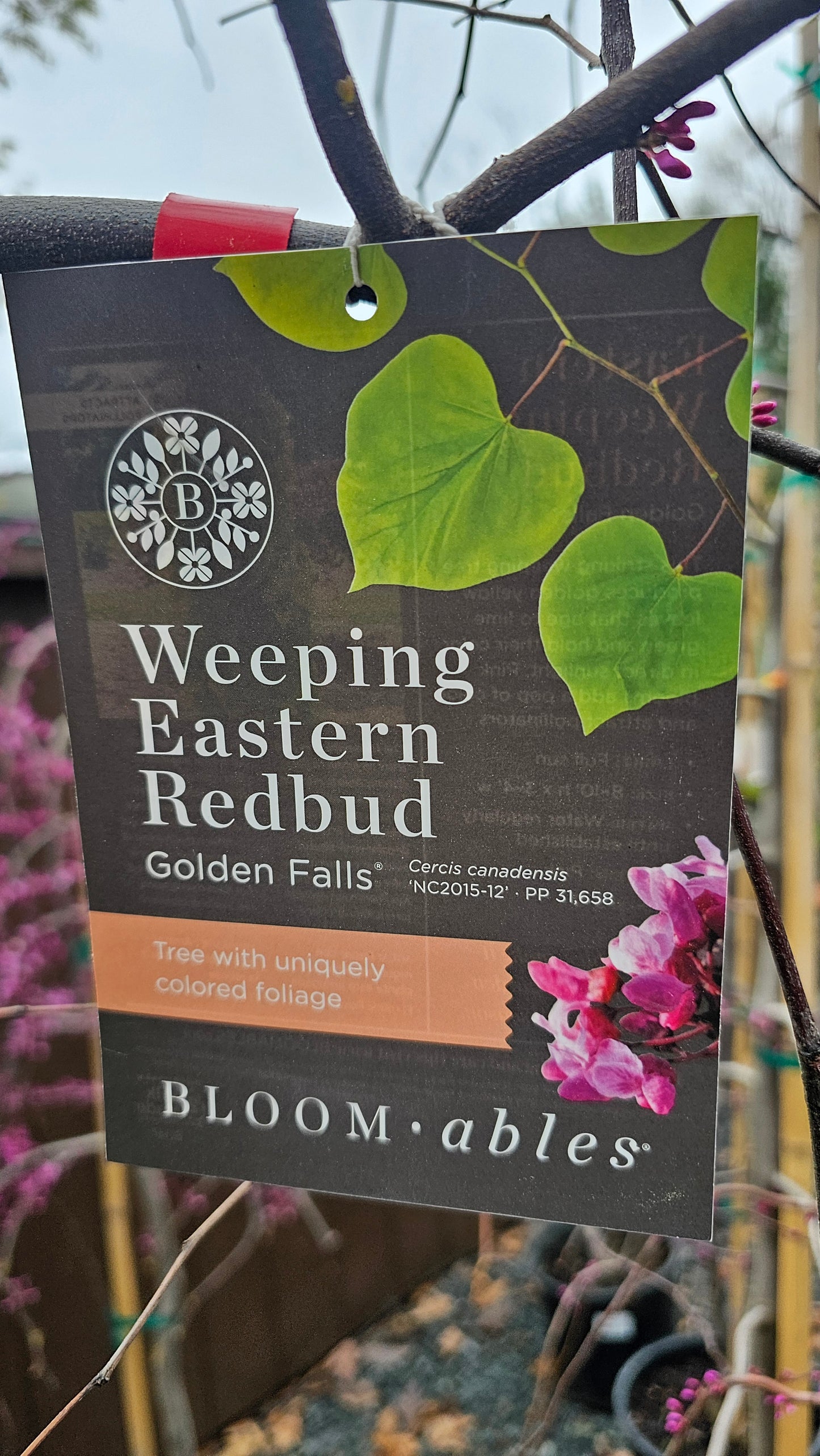 Eastern Redbud - Cercis Canadensis