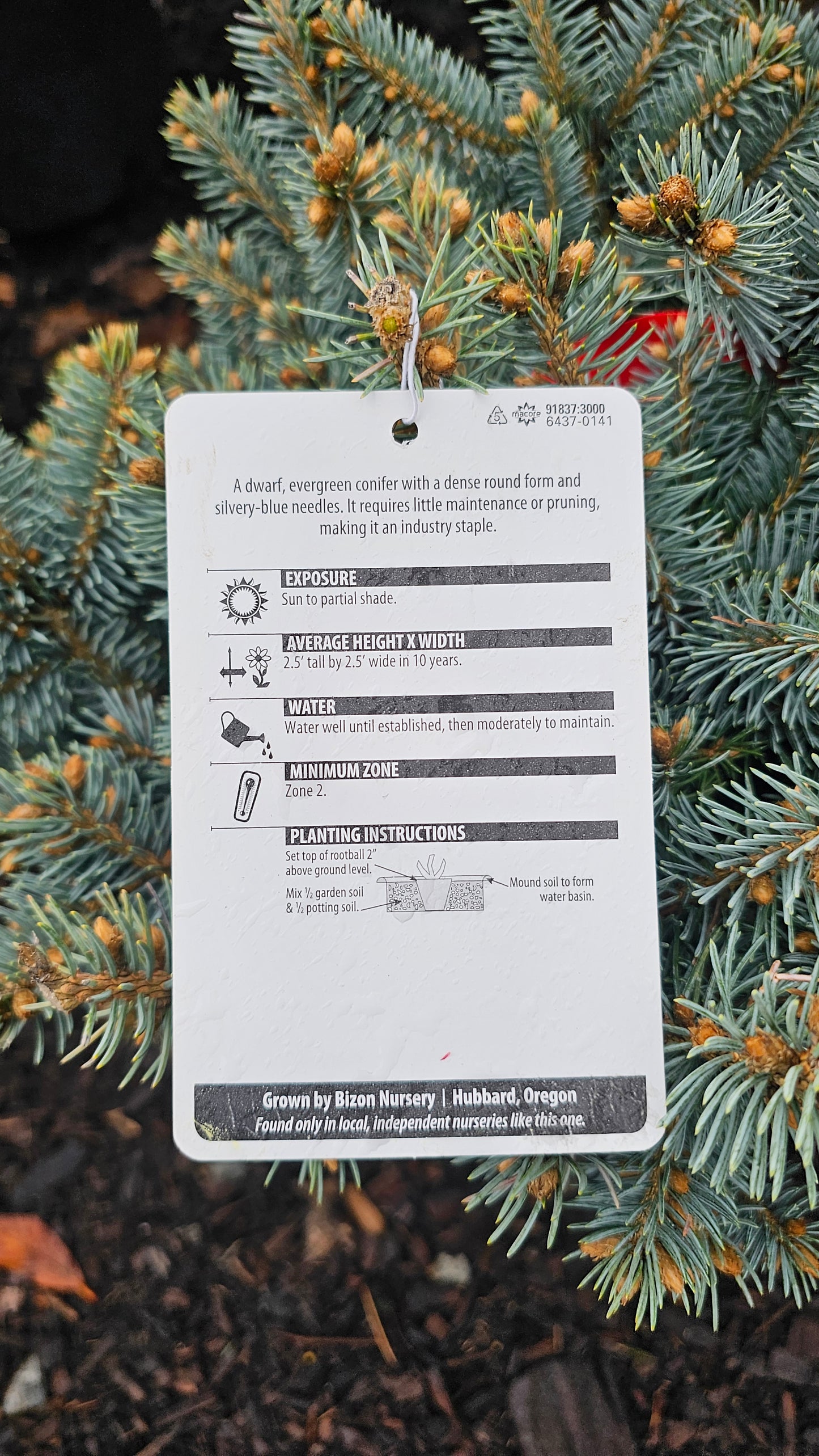 Picea pungens 'Glauca Globosa'