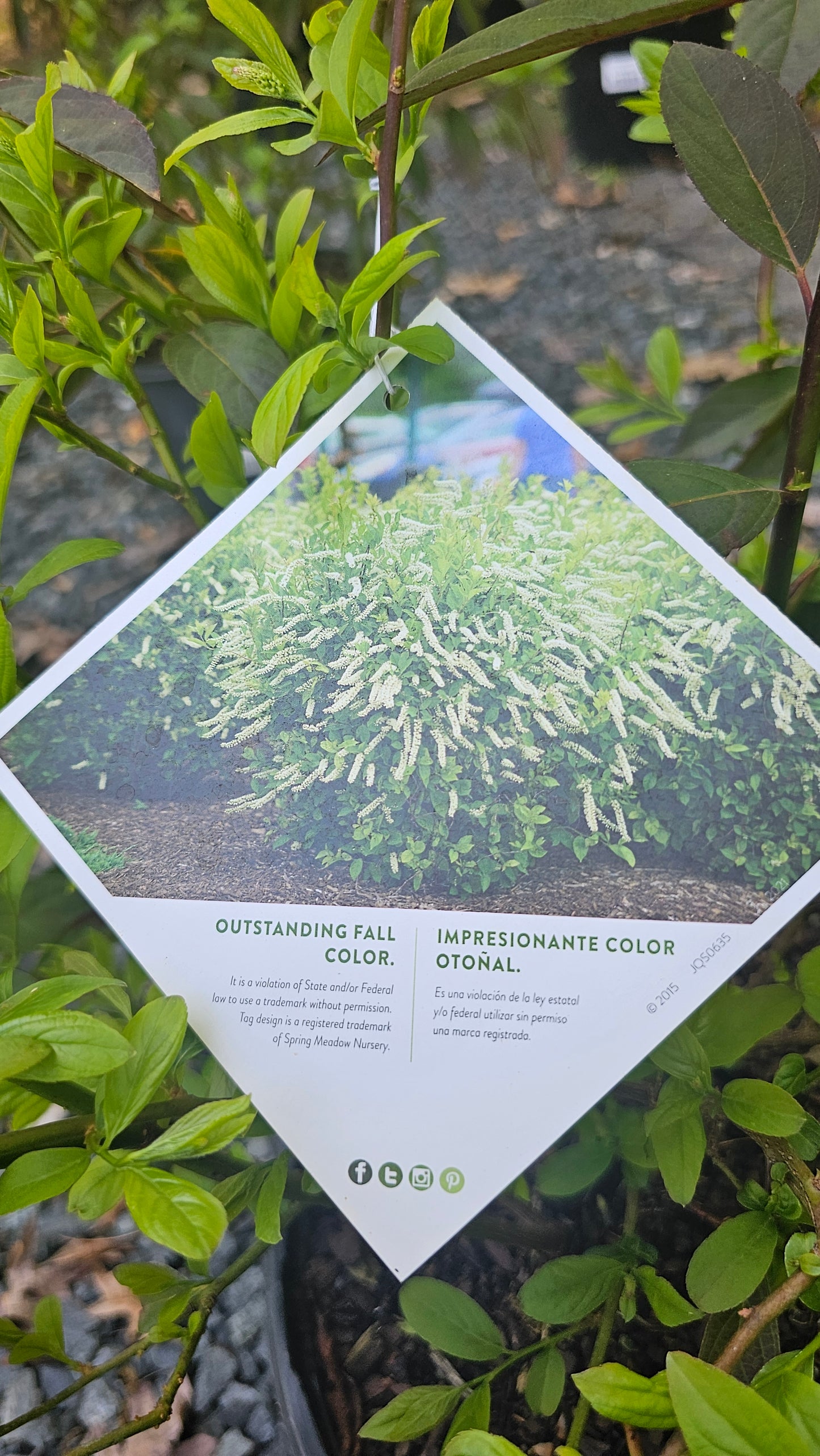 Itea 'Little Henry'