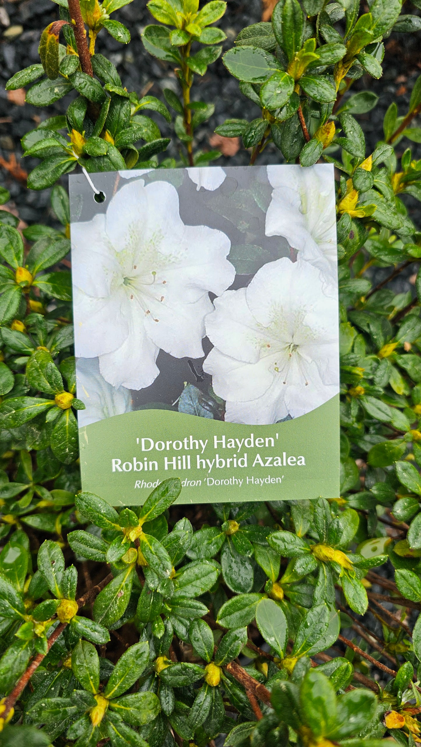 Azalea - White Flower