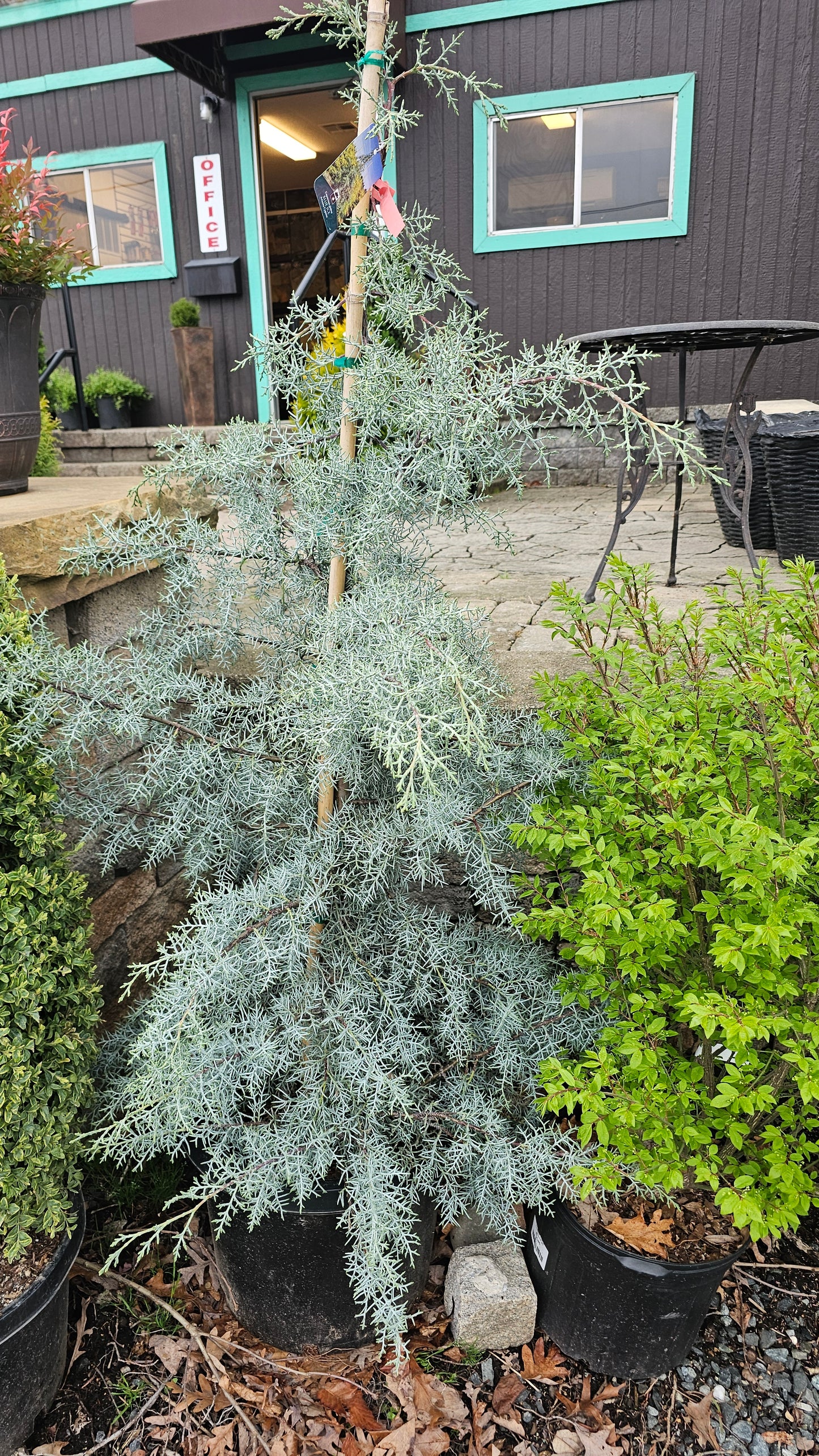 Cupressus glabra 'Blue Ice' #15