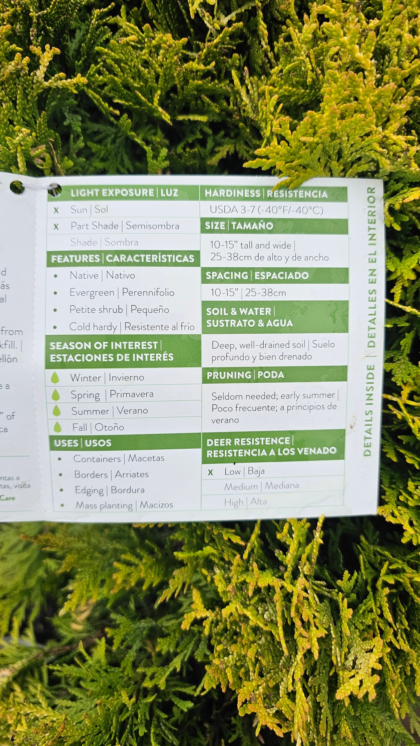 Thuja 'Anna's Magic Ball' - Arborvitae shrub