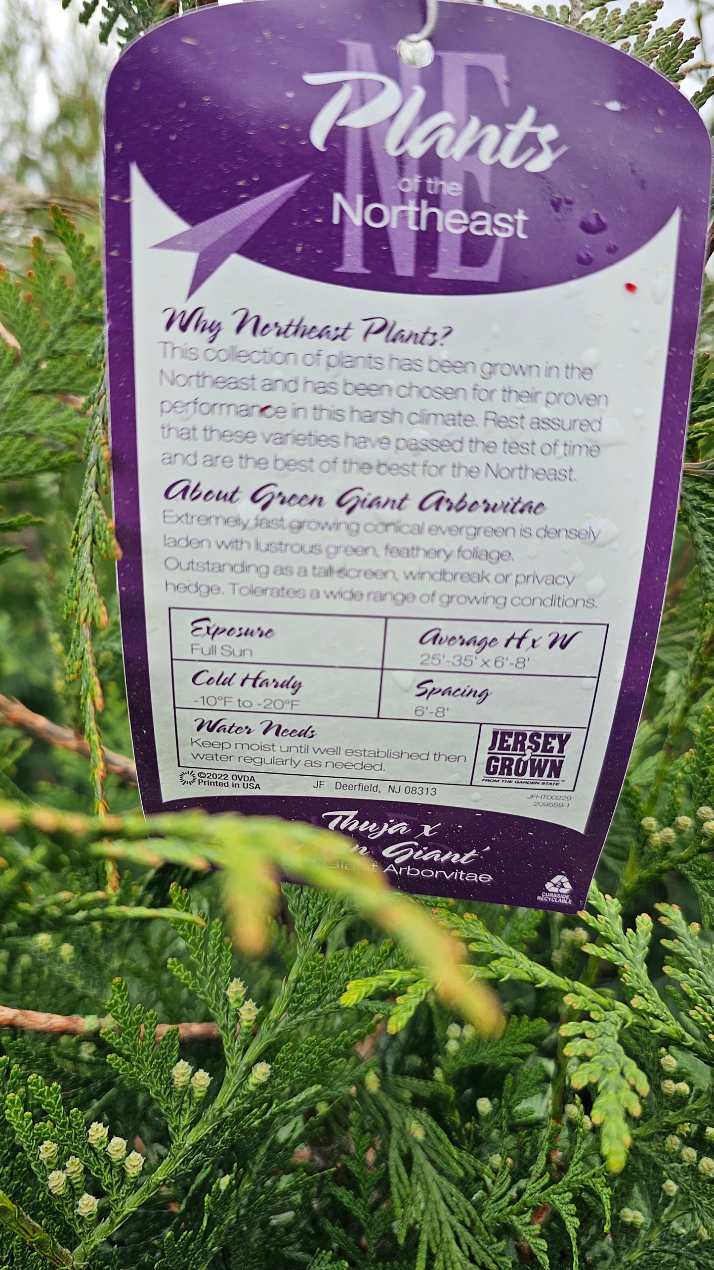 Thuja 'Green Giant' - Green Giant Arborvitae