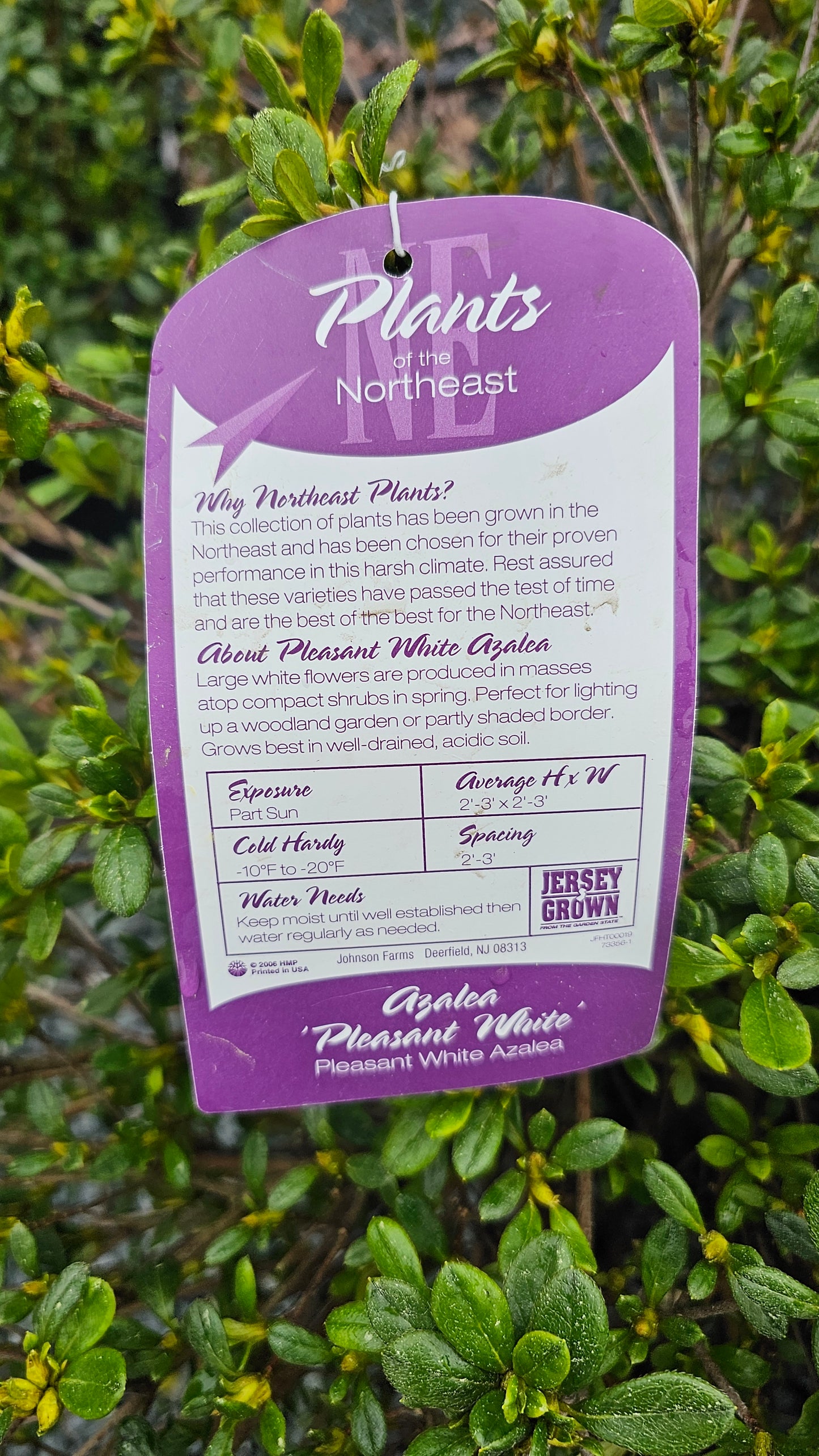 Azalea - White Flower