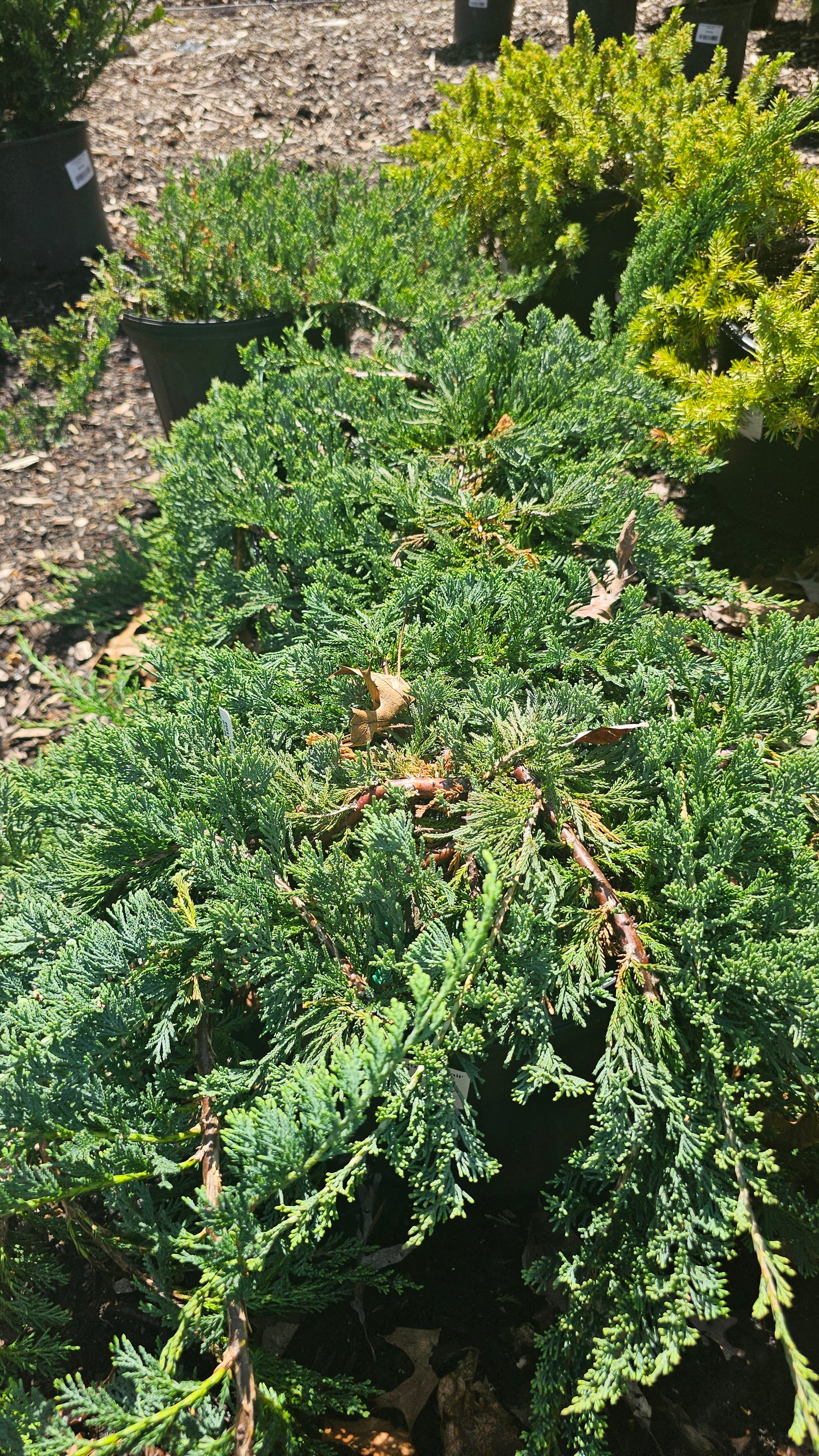 Juniper Shrubs