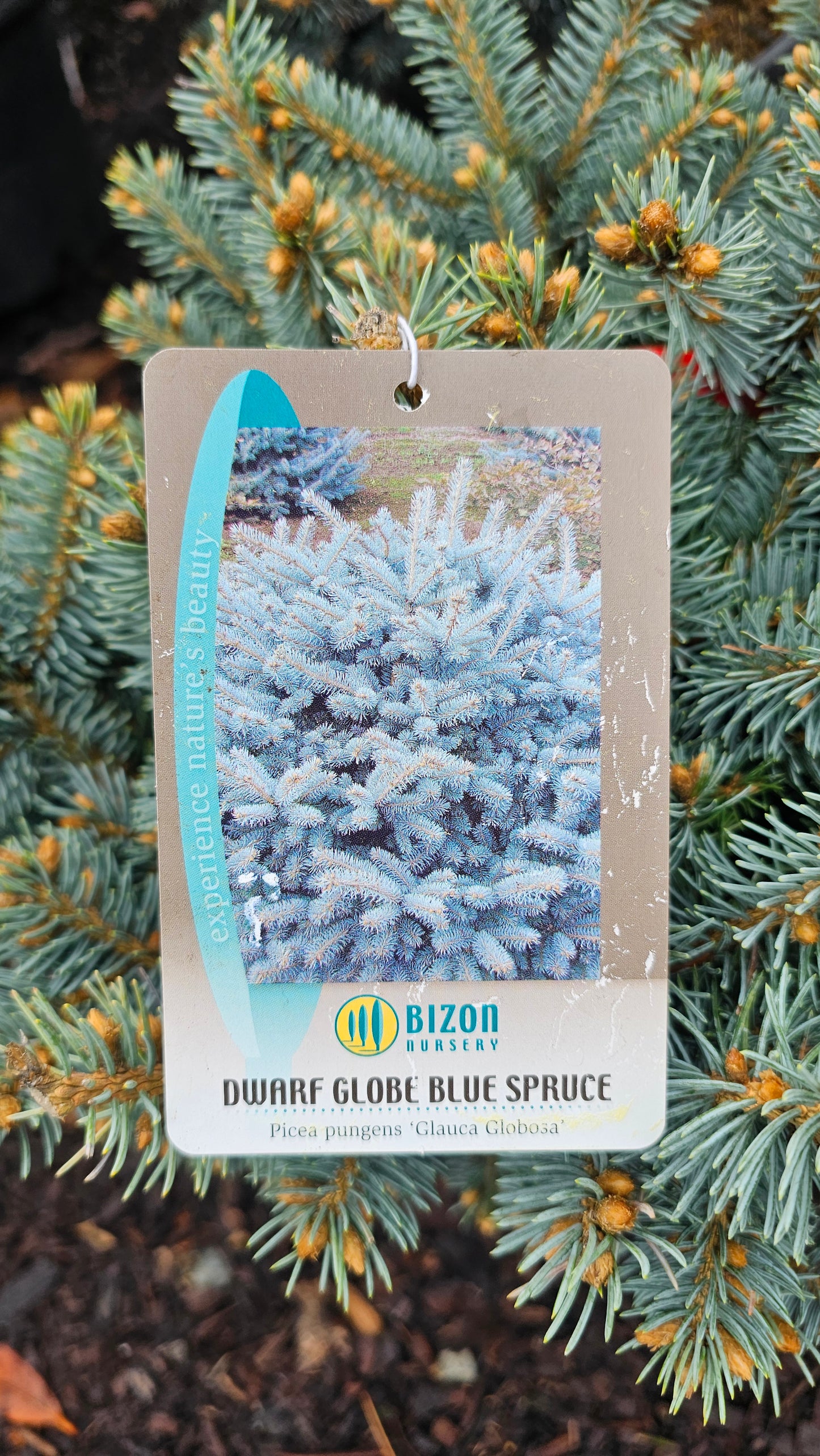 Picea pungens 'Glauca Globosa'