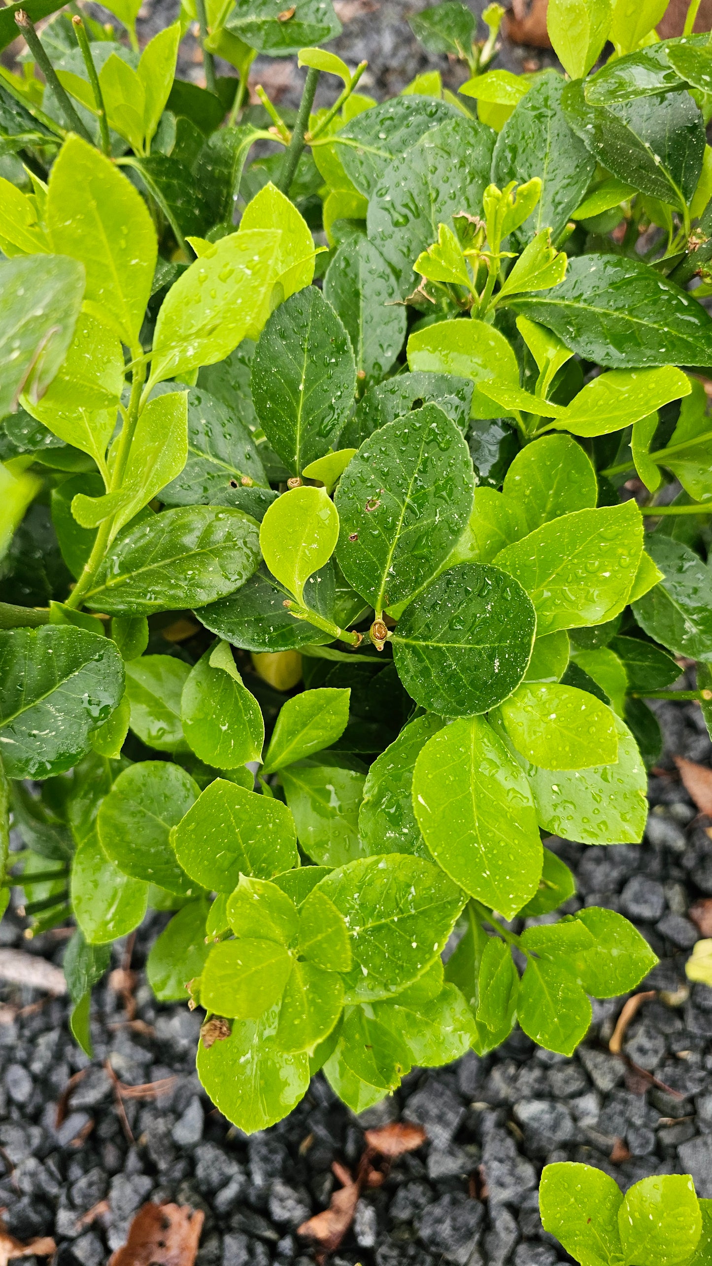 Euonymus 'Manhattan'