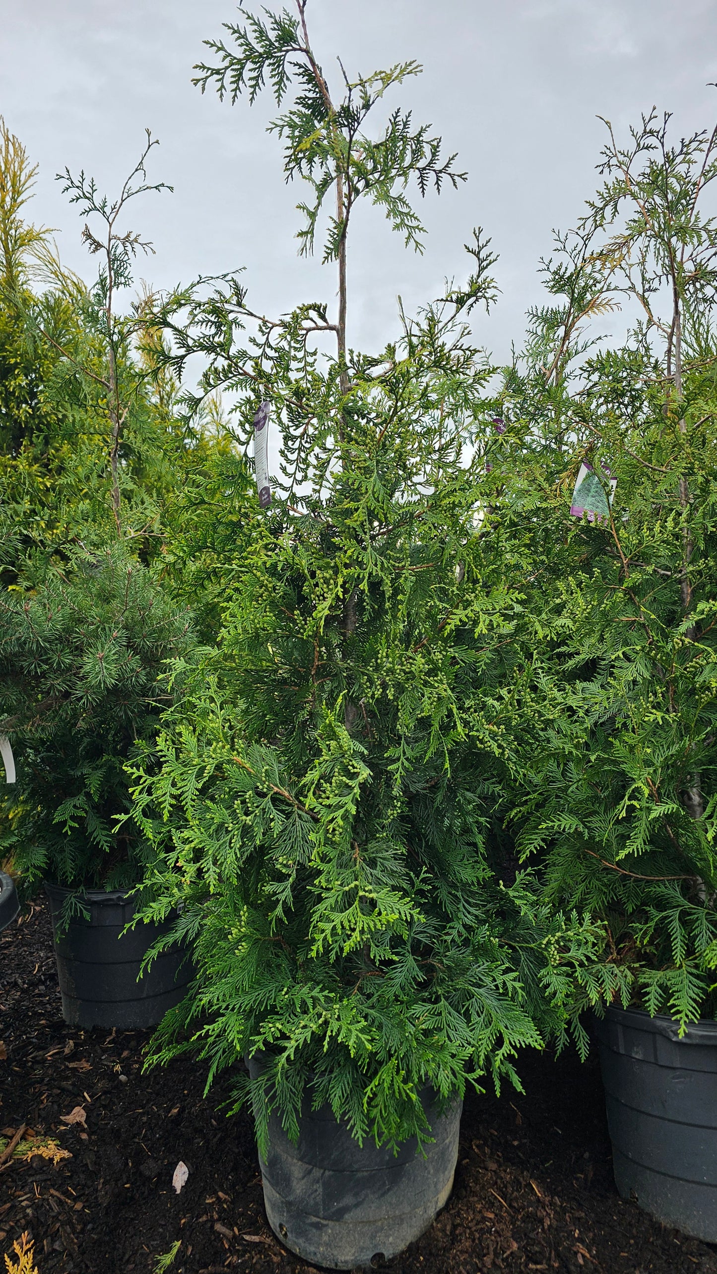 Thuja 'Green Giant' - Green Giant Arborvitae