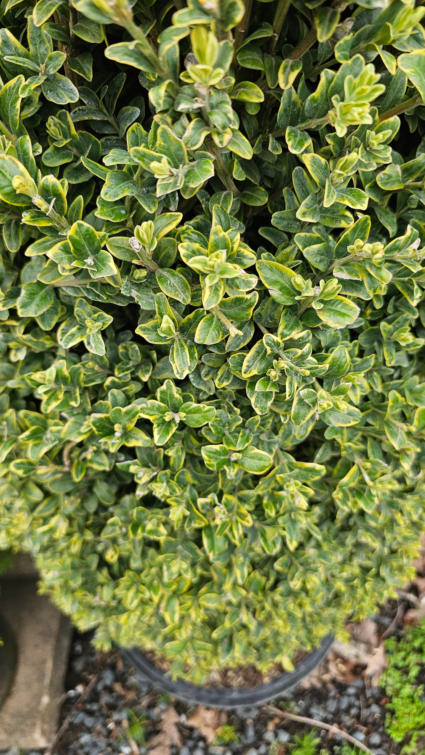 Buxus Semp. 'Elegantissima' - Pyramidal Boxwood - Variegated