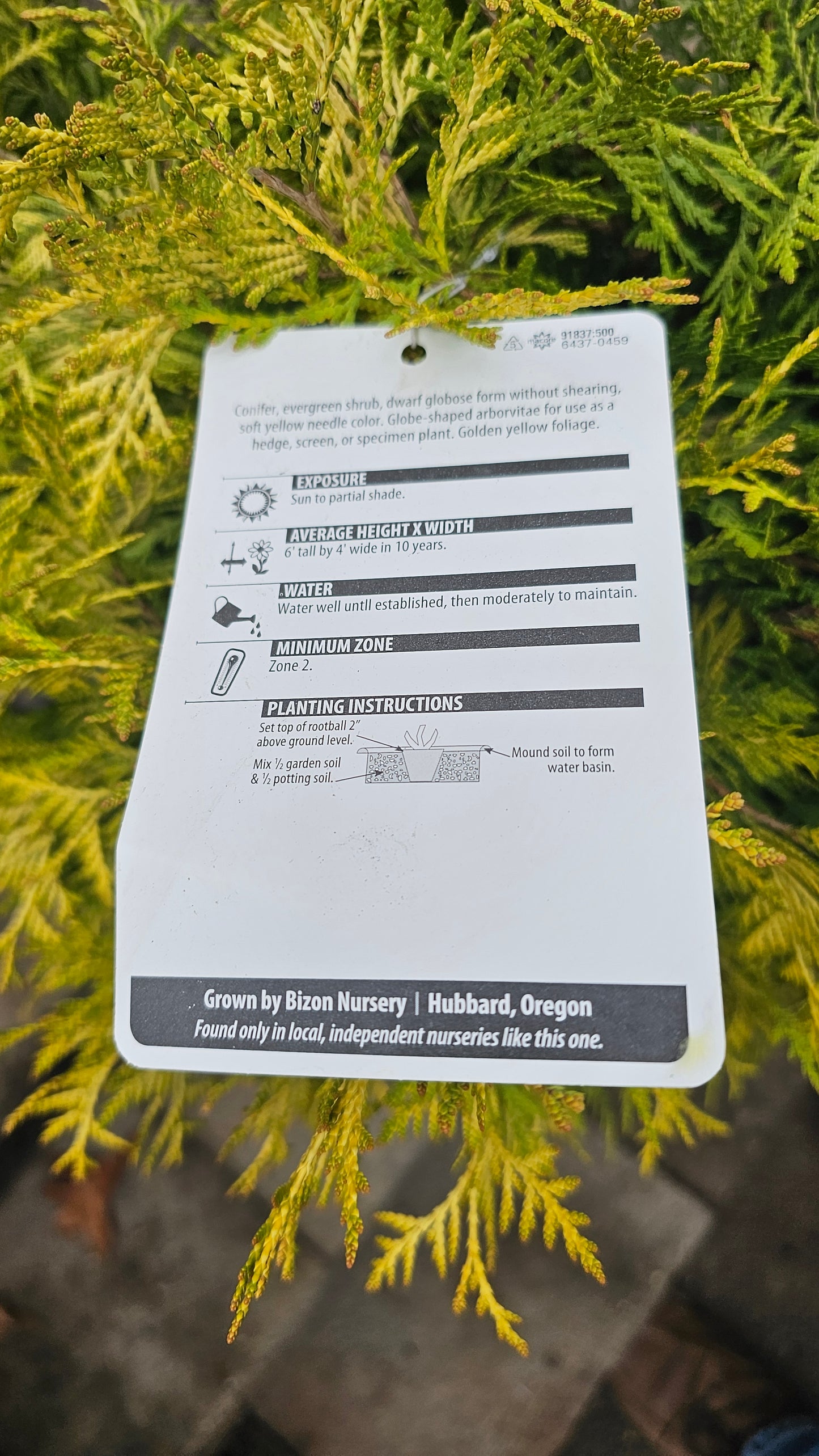 Thuja occidentalis 'Golden Globe' - Arborvitae Shrub