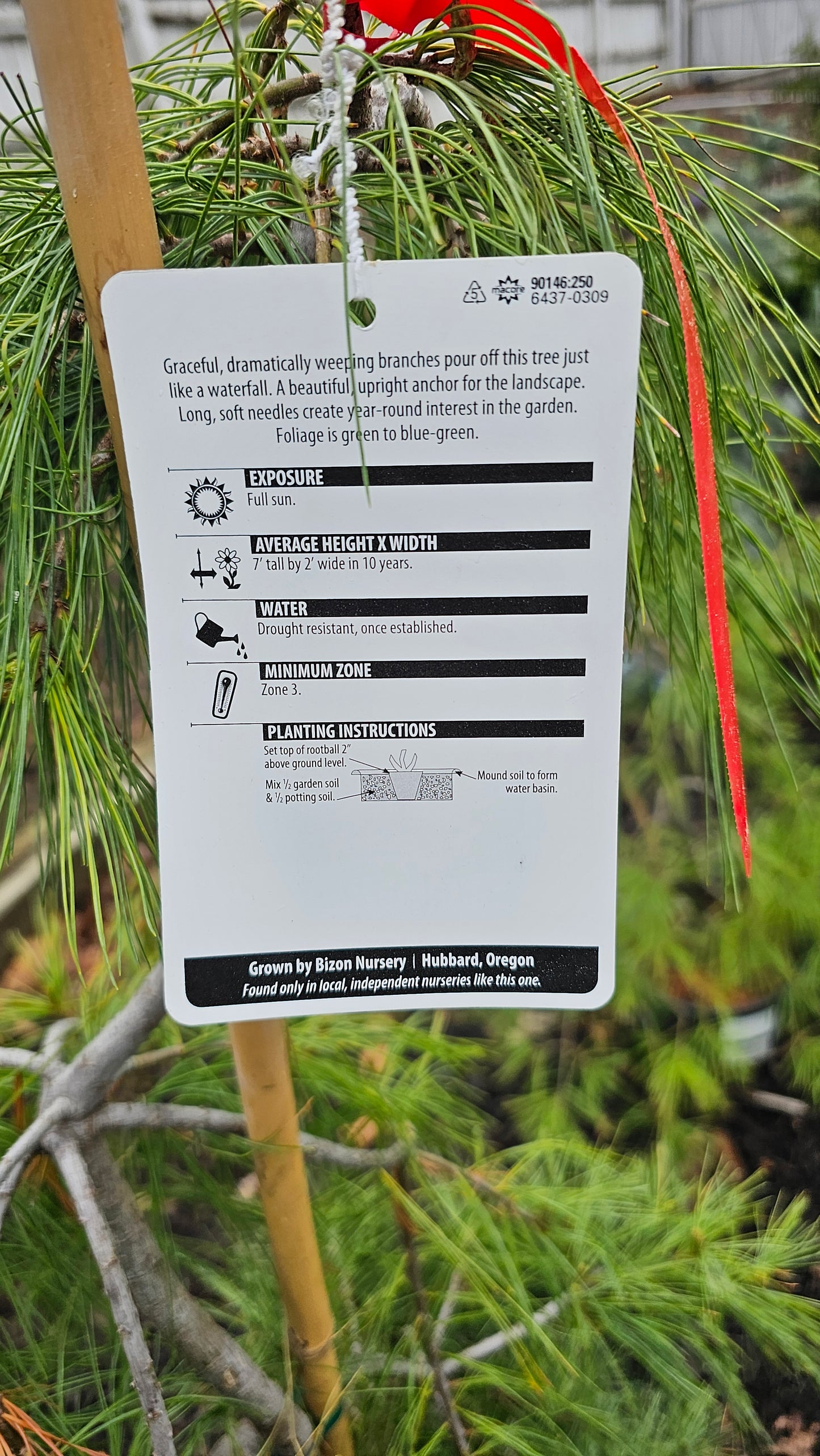 Pinus strobus 'Angel Falls' - Weeping Eastern Pine
