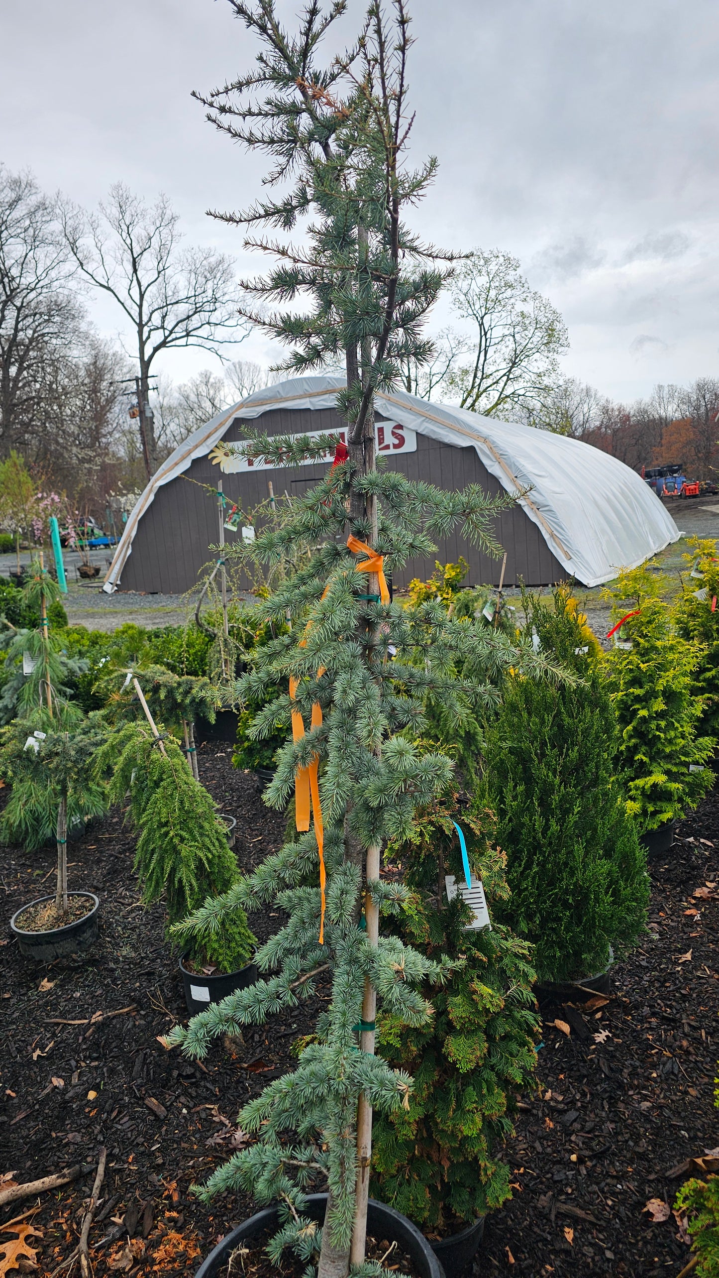 Cedrus 'Glauca' - Blue Atlas Cedar