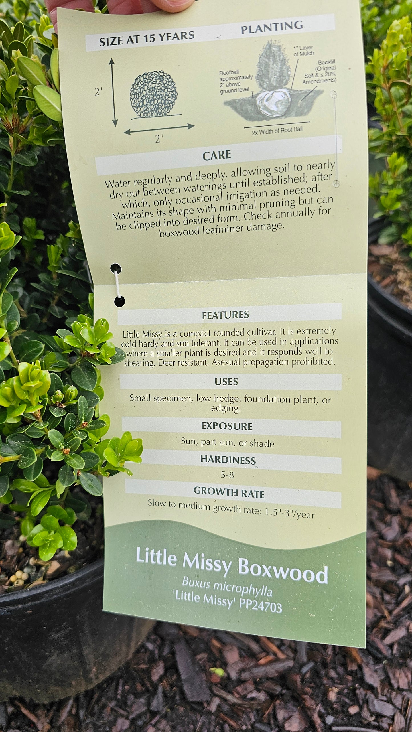 Buxus 'Little Missy' - Boxwood